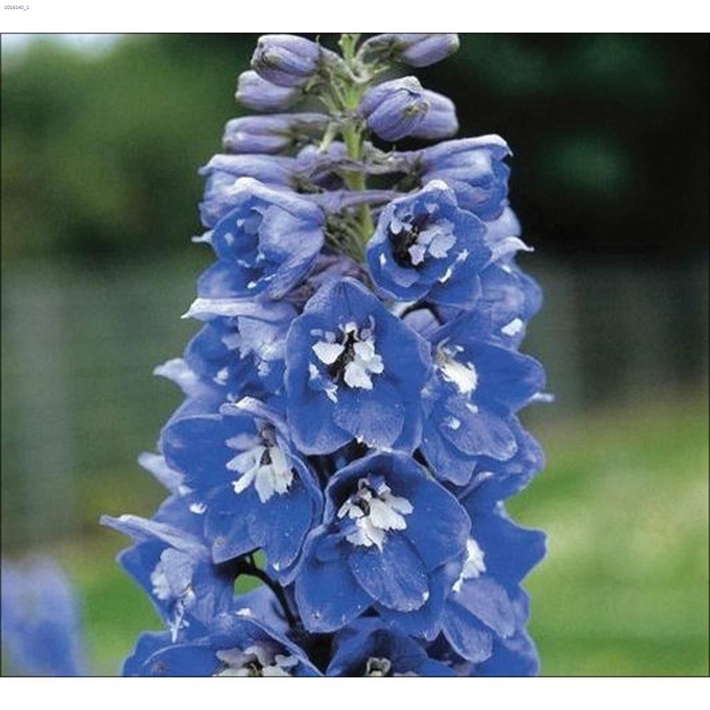 1G Deluxe Delphinium