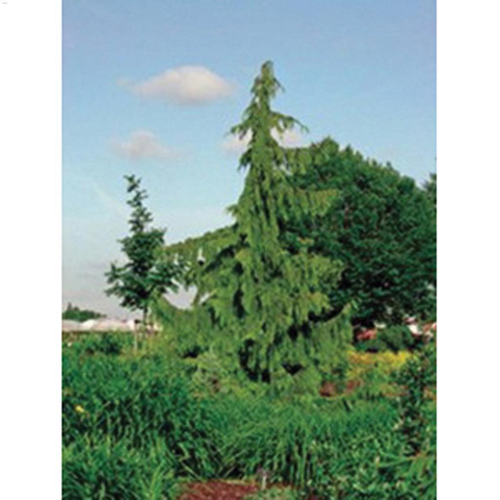 Weeping Nootka False Cypress 5 Gal