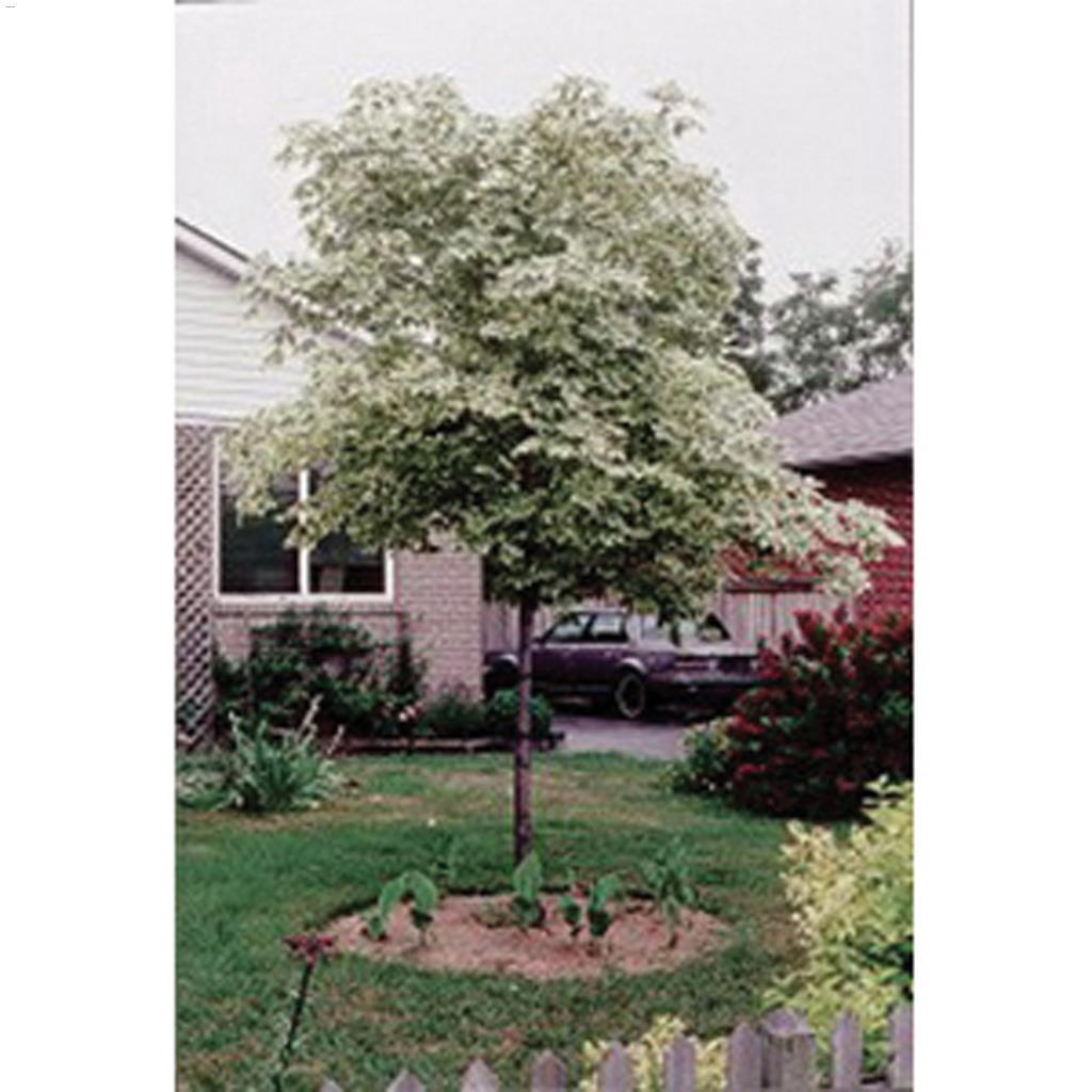 Harlequin Norway Maple 7 Gal