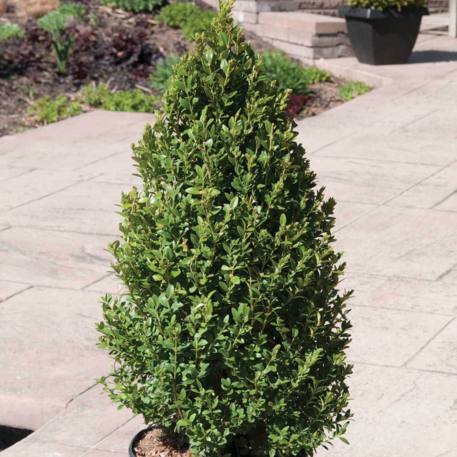 Green Mountain Cone Boxwood 3 Gal