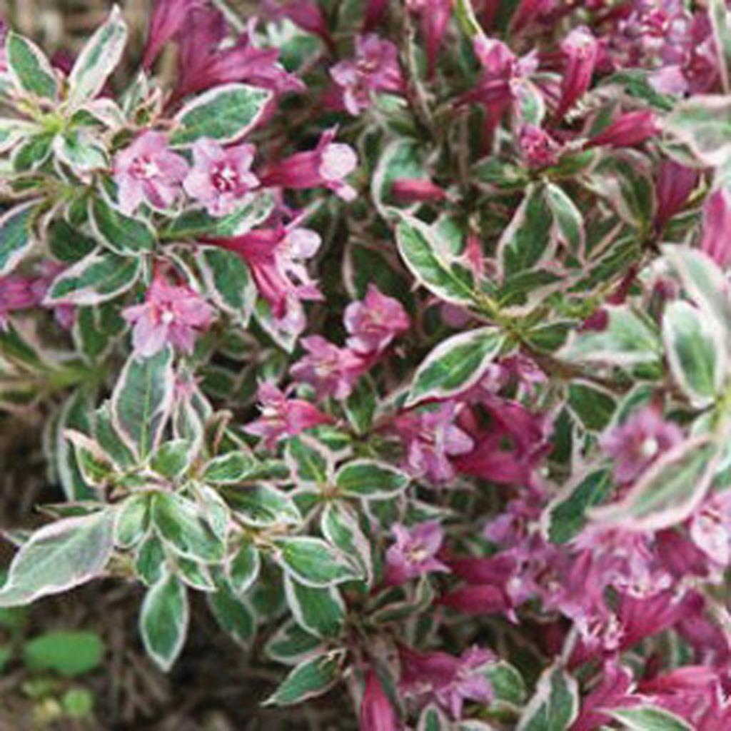 Arbuste weigelia My Monet 40  cm et  2  gal