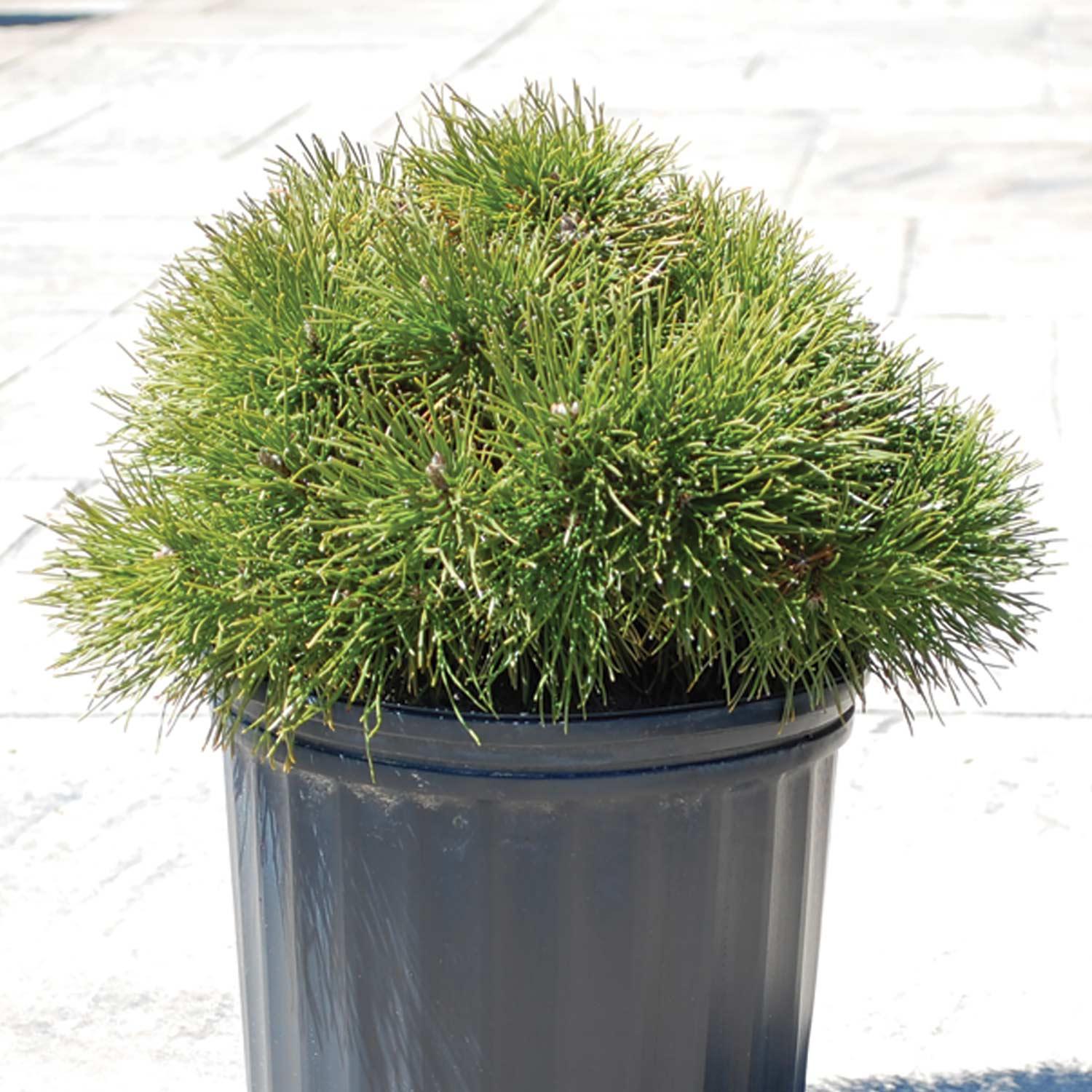 Mugo Pine 2 Gal