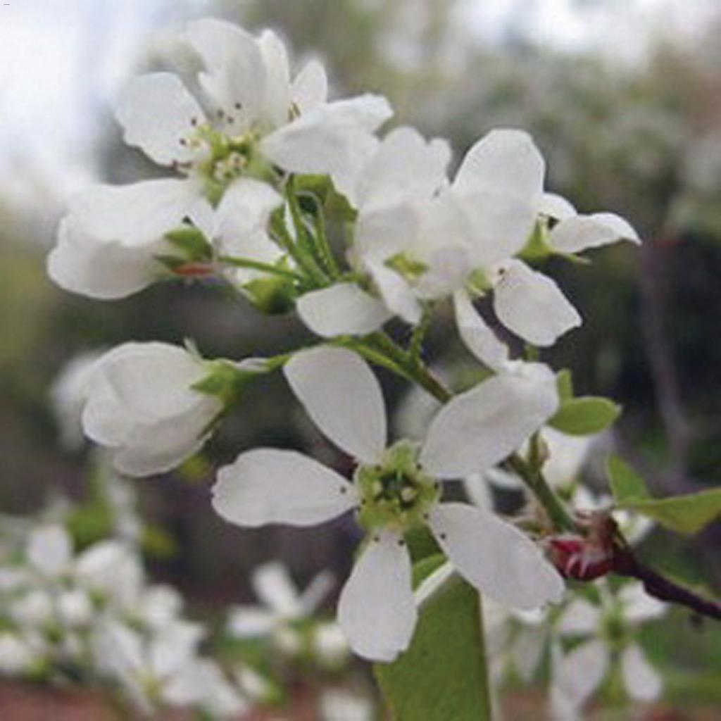 Downy Serviceberry (Juneberry) 7 Gal