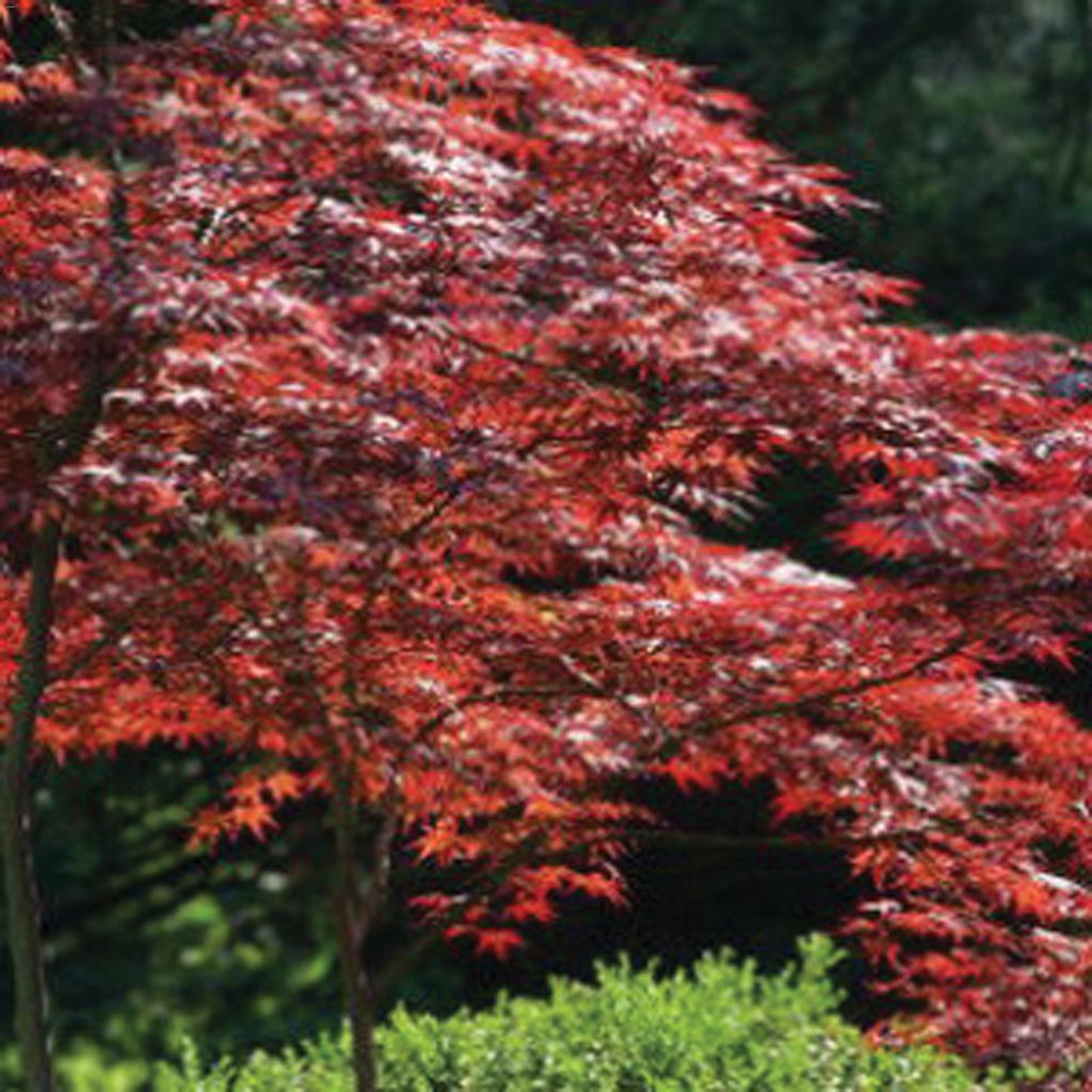 Japanese Maple 2 Gal