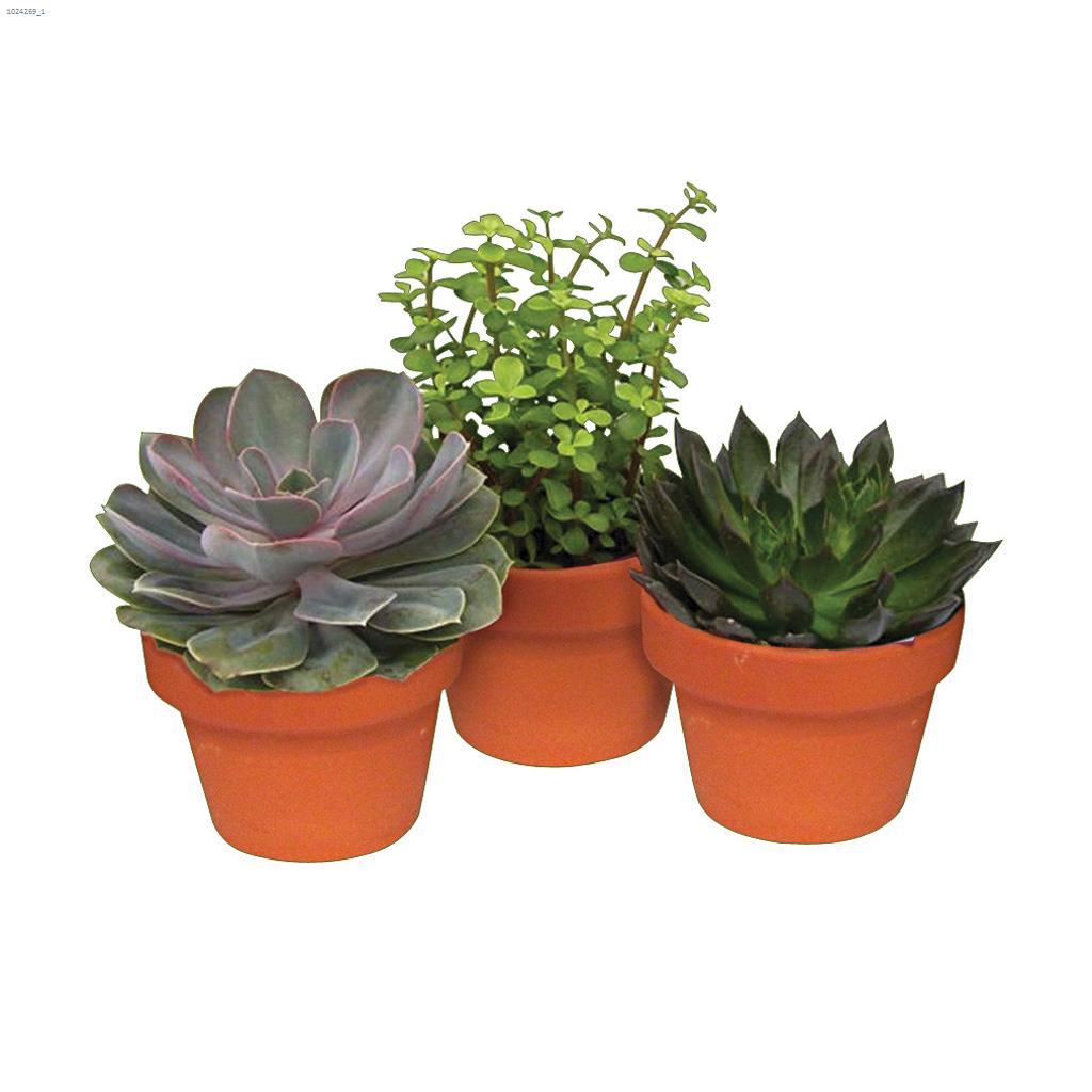 Plante succulente assortie 3-1/4"