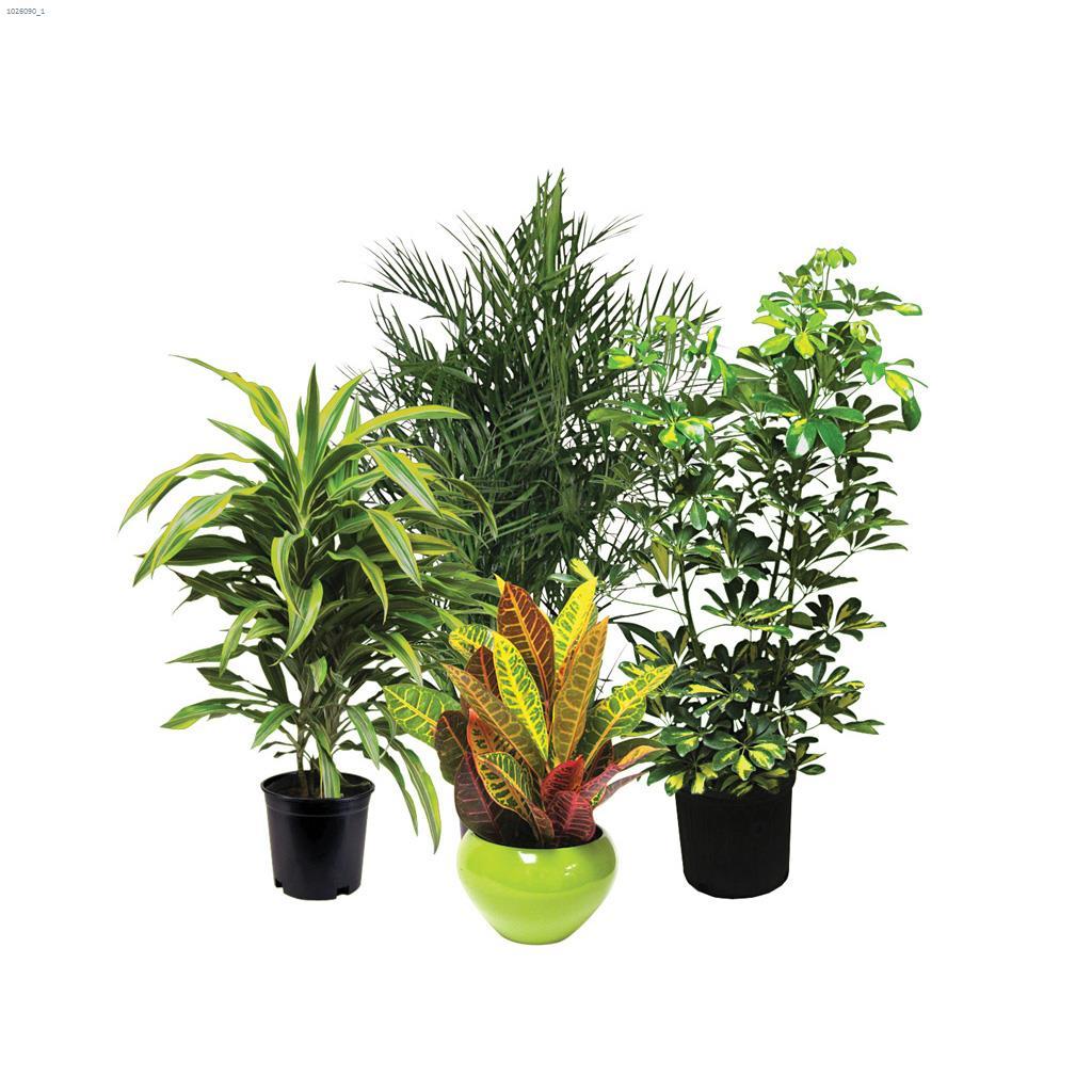 Plante tropicale assortie10"