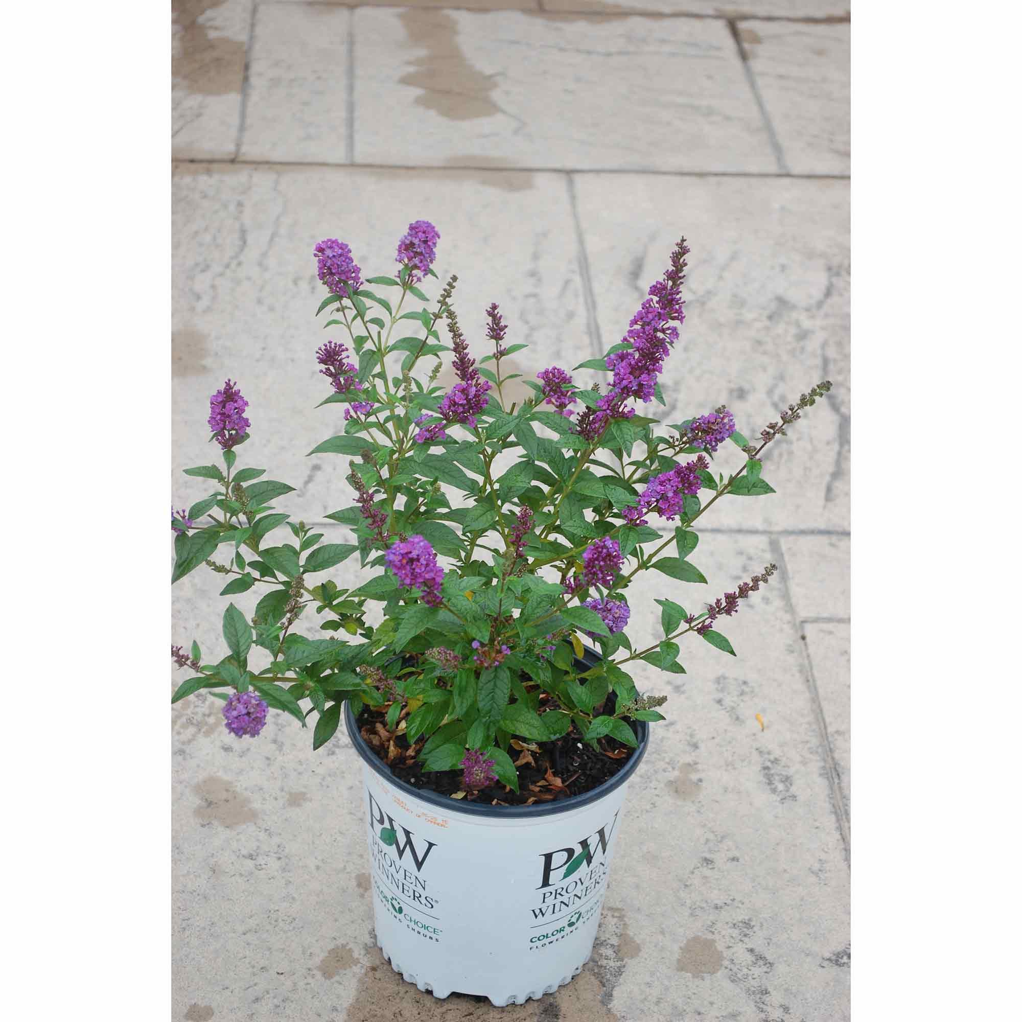 Arbuste papillon violet