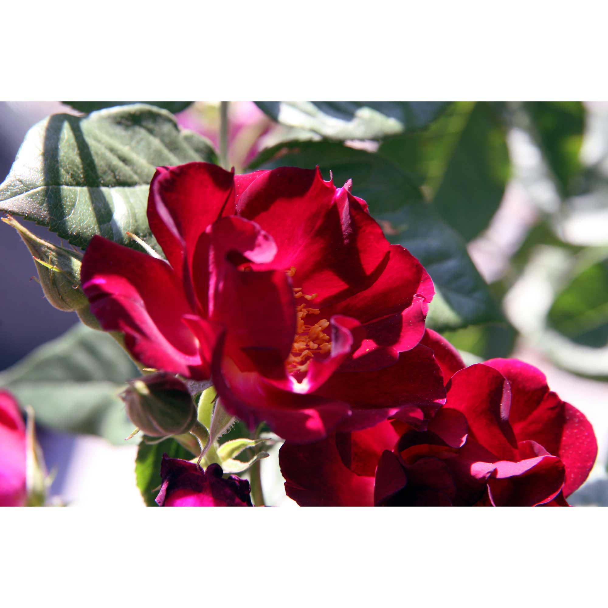 Assorted Weeks Climbing Rose