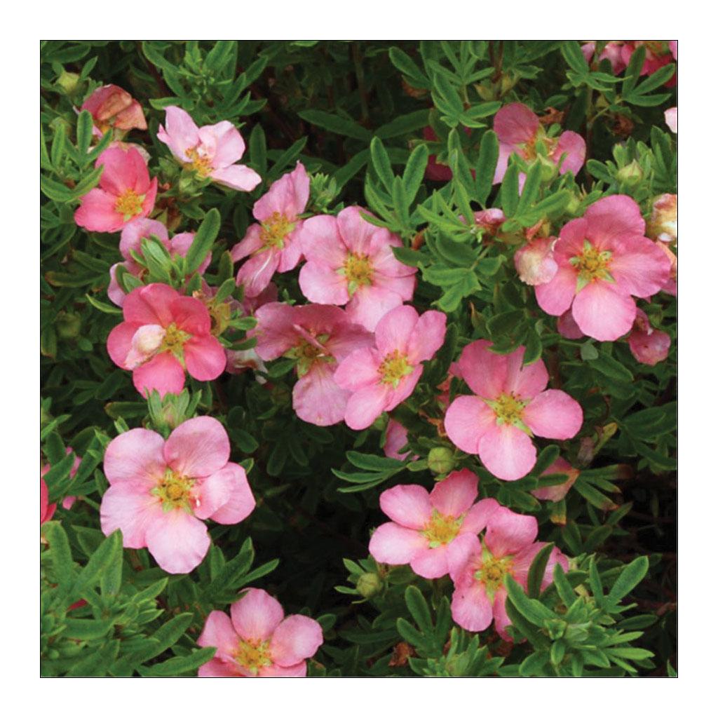 Potintilla Pink Beauty