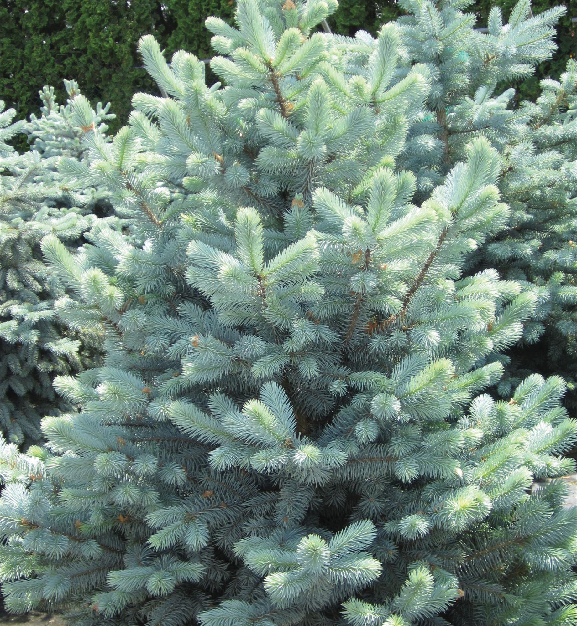 Épinette néon bleu