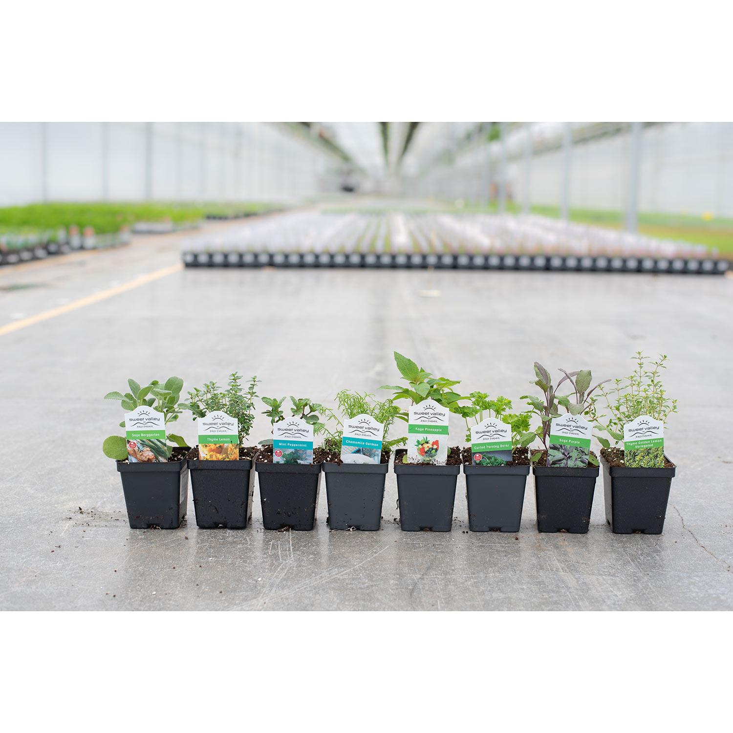 3.5" Assorted Herbs