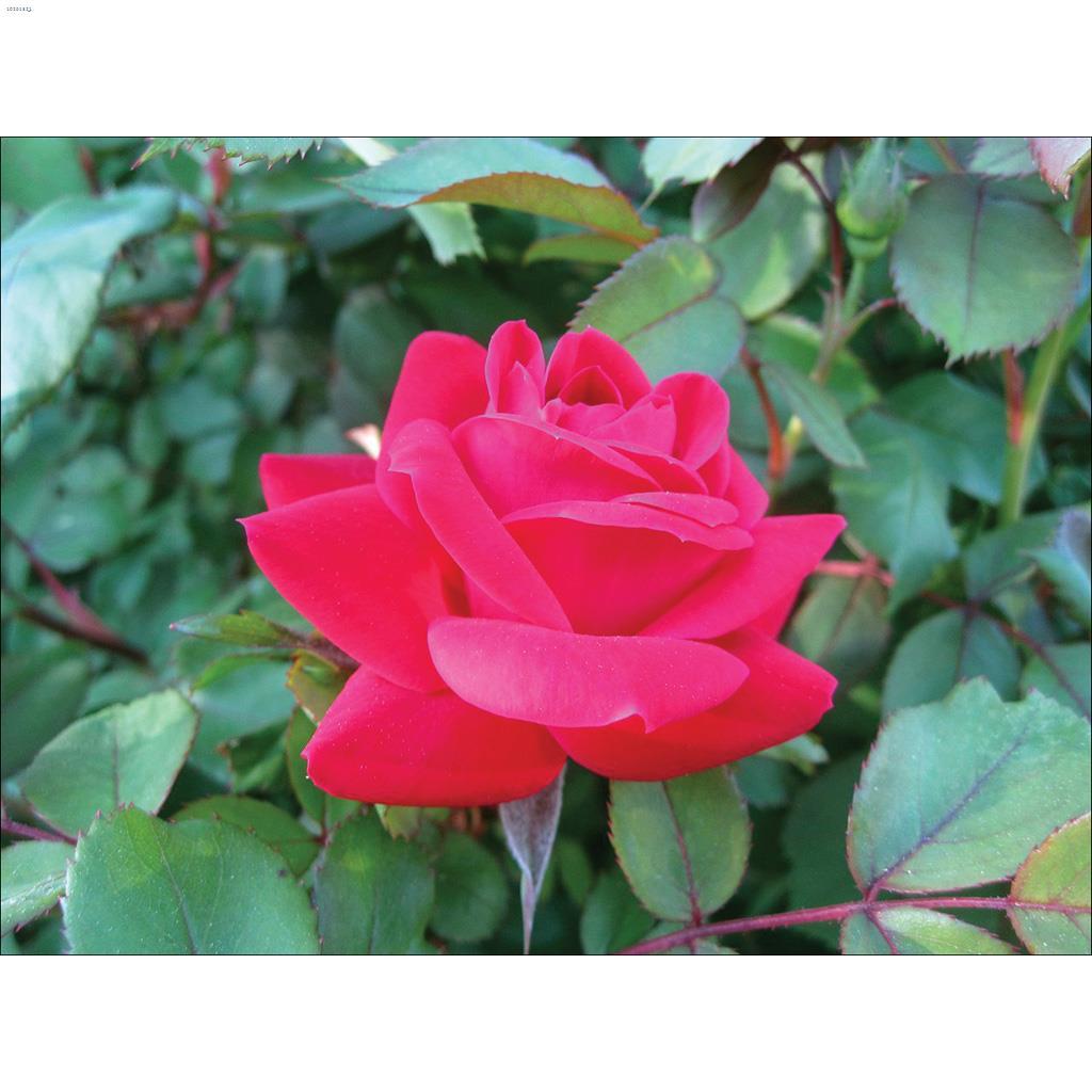 Rose Knockout double rouge