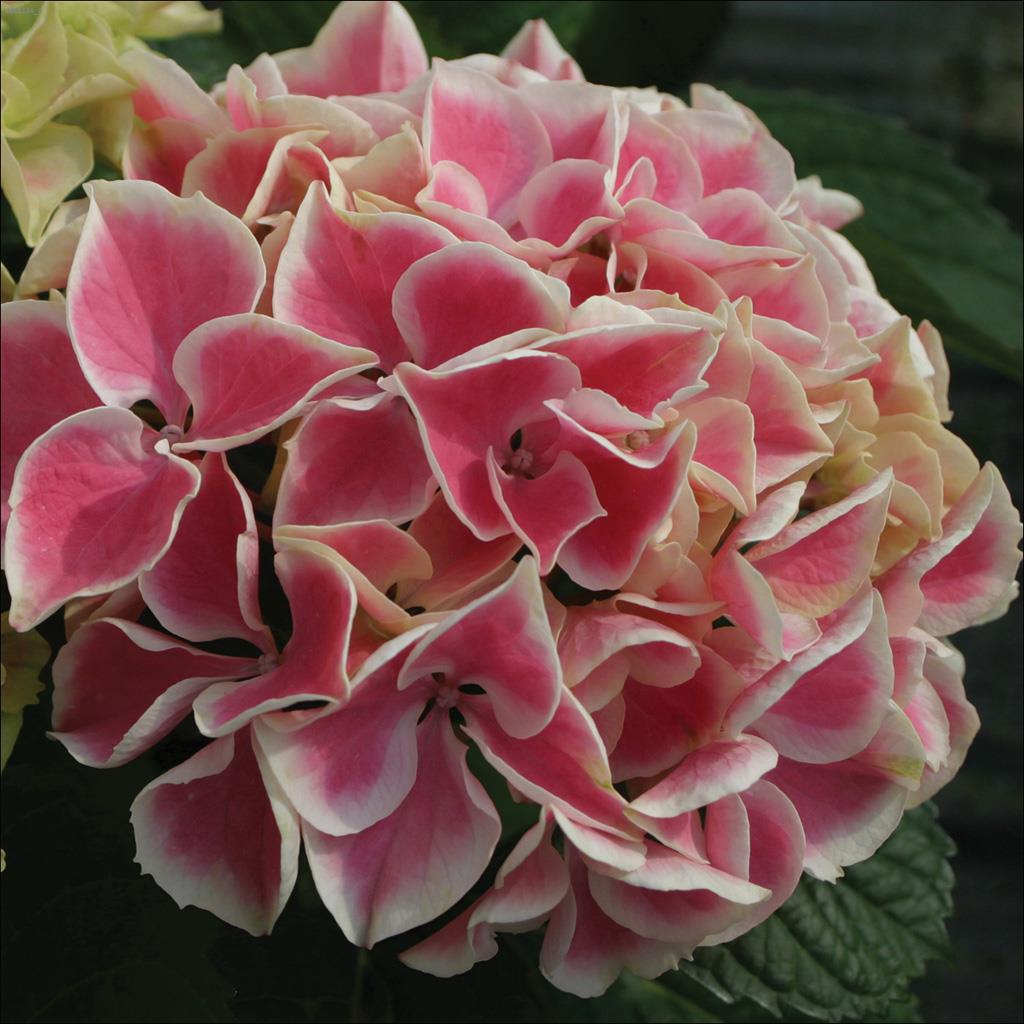 Hydrangée Edgy Hearts