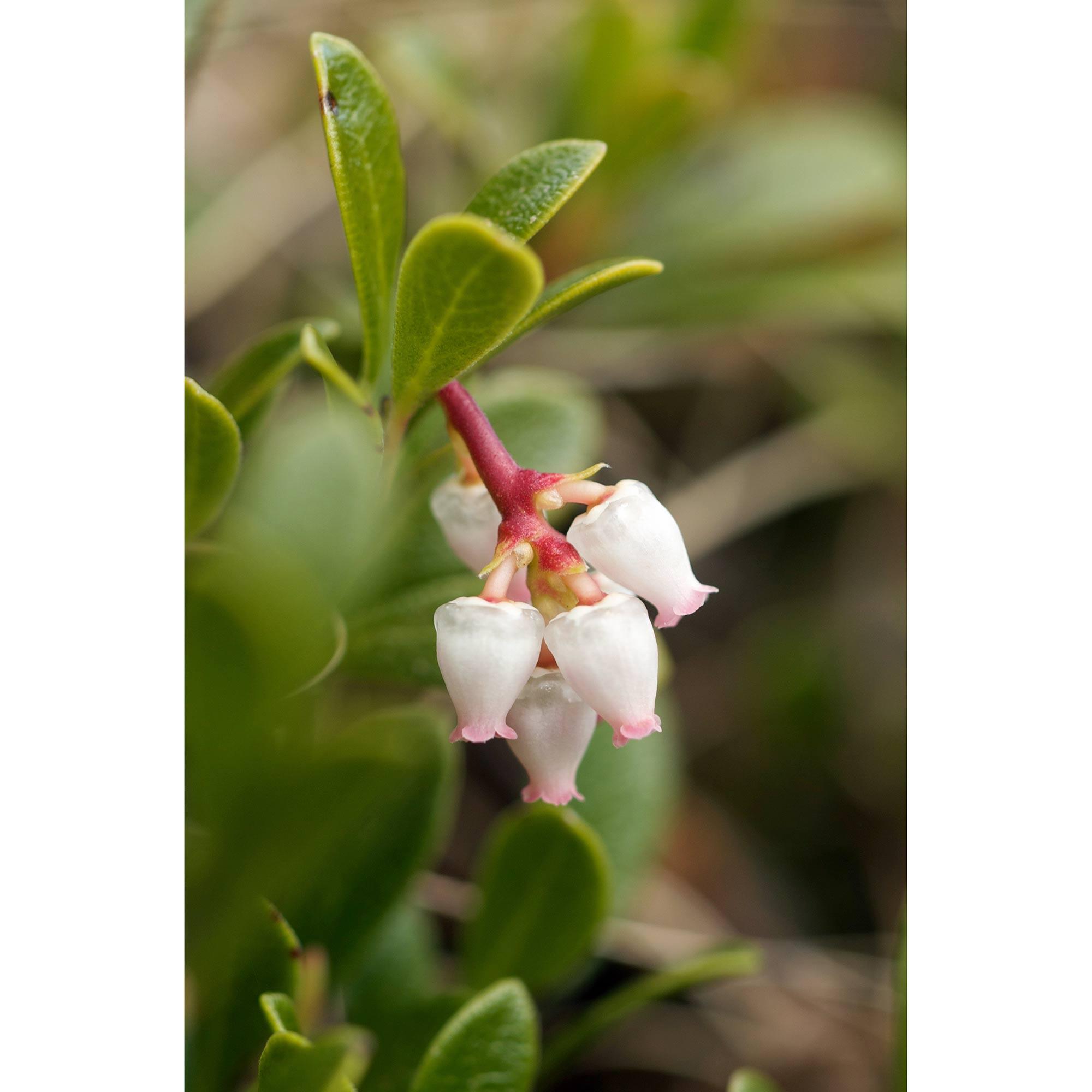 Massachusetts Bearberry 1G