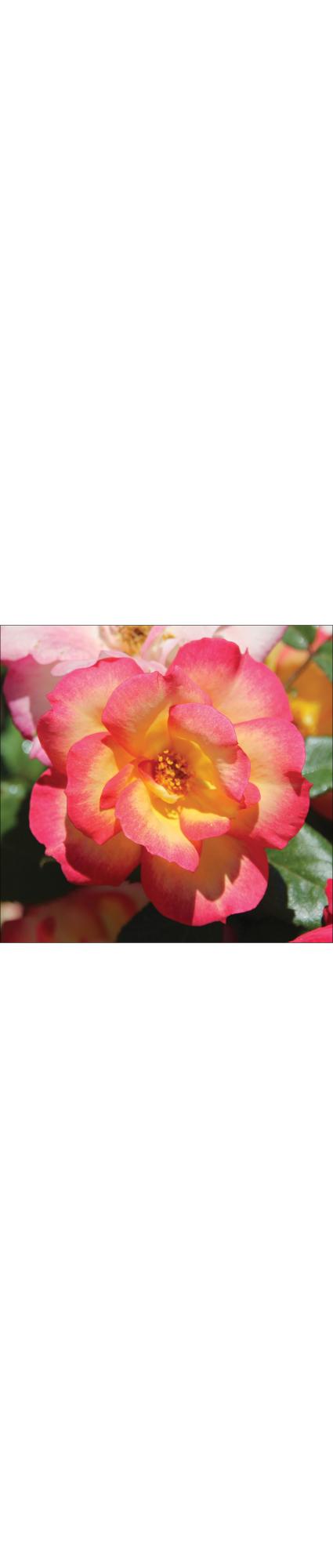 Roses d'artiste assorties