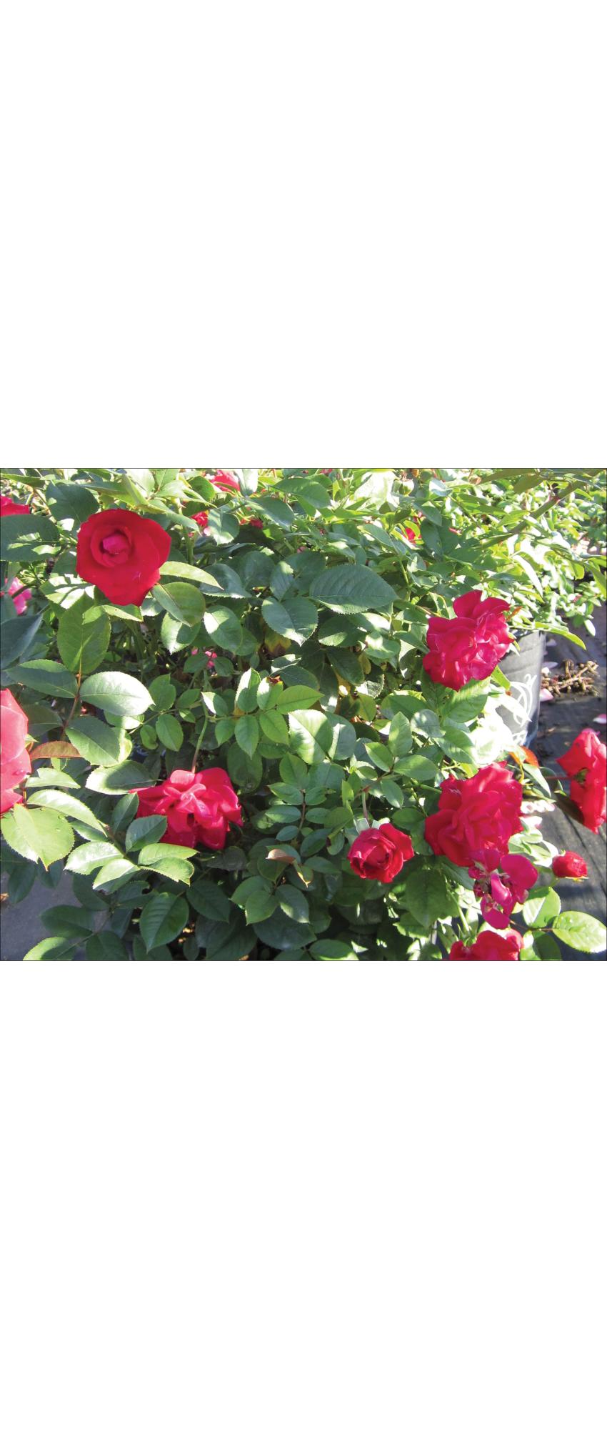 Rose Como Park