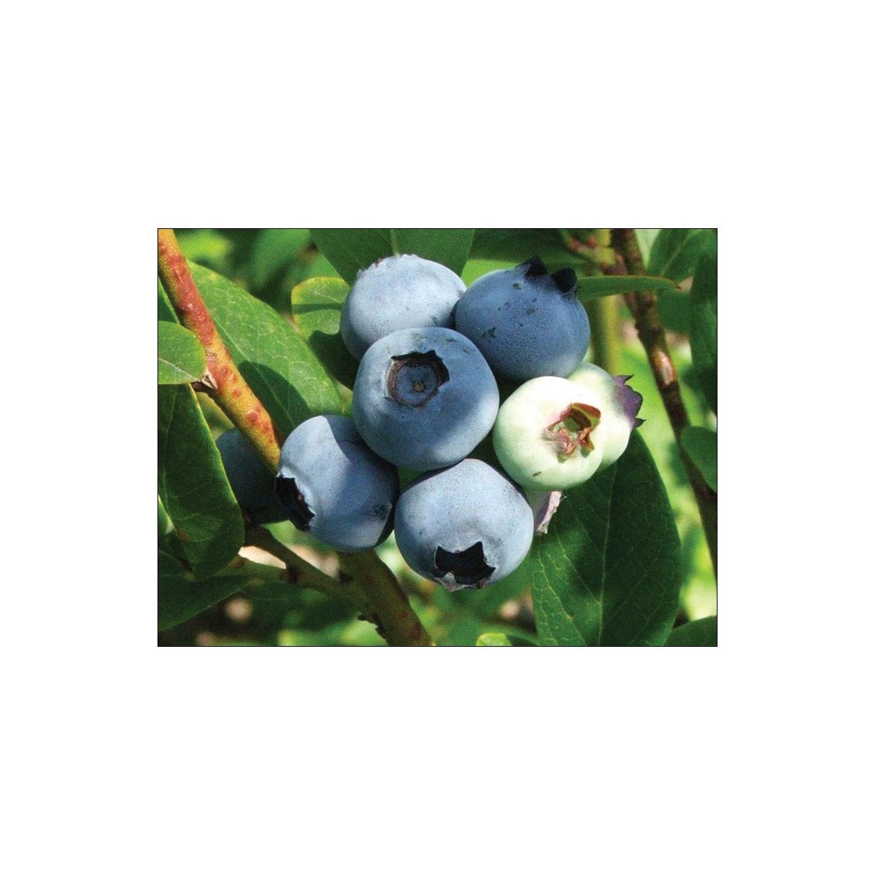 Bleuets
