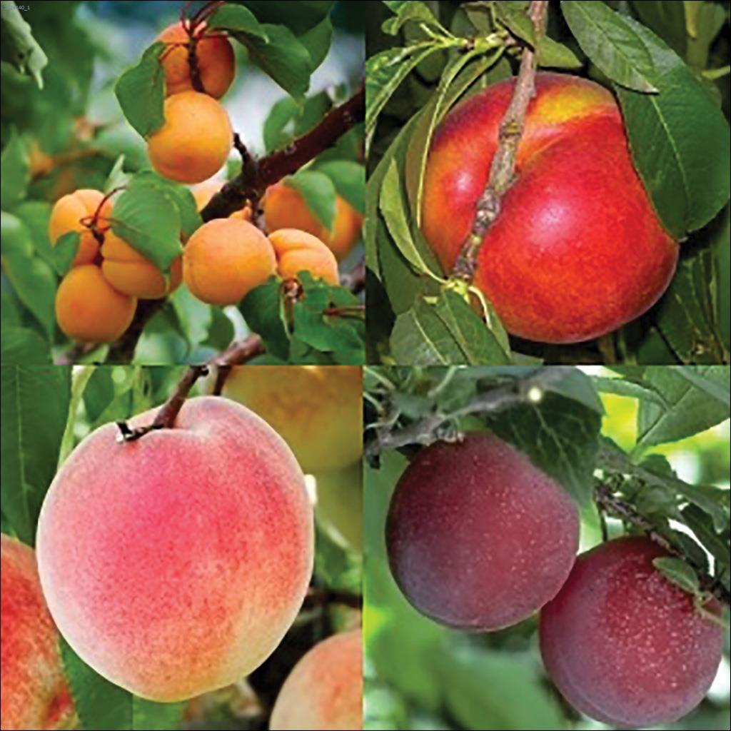 Arbre fruitier cocktail