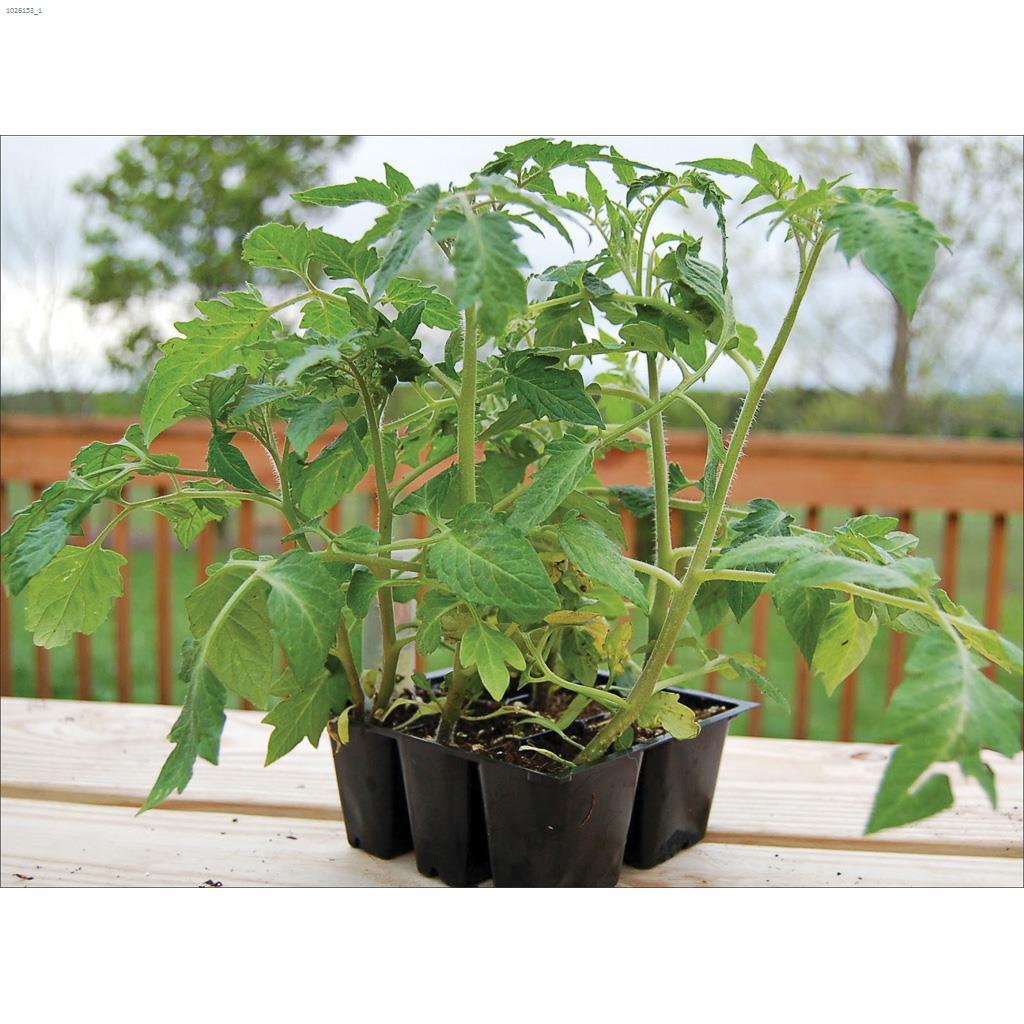 Assorted Vegetable Bedding Plant-6/Pack