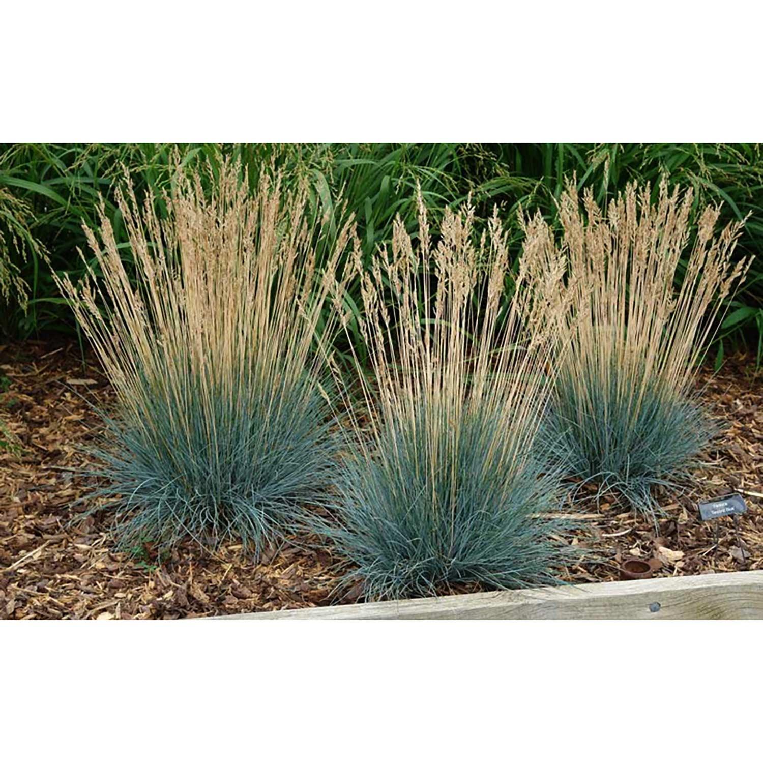 Ornamental Landscape Grass Assorted 2G