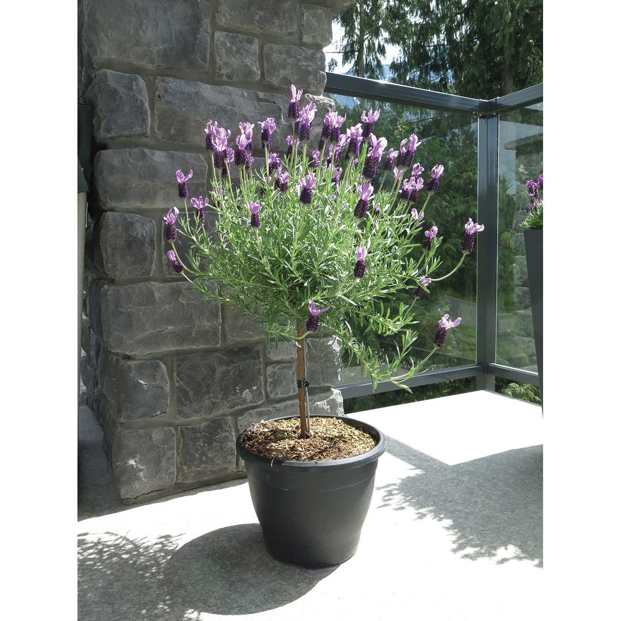 Lavender ‘Anouk’ In 2G Deco Pot