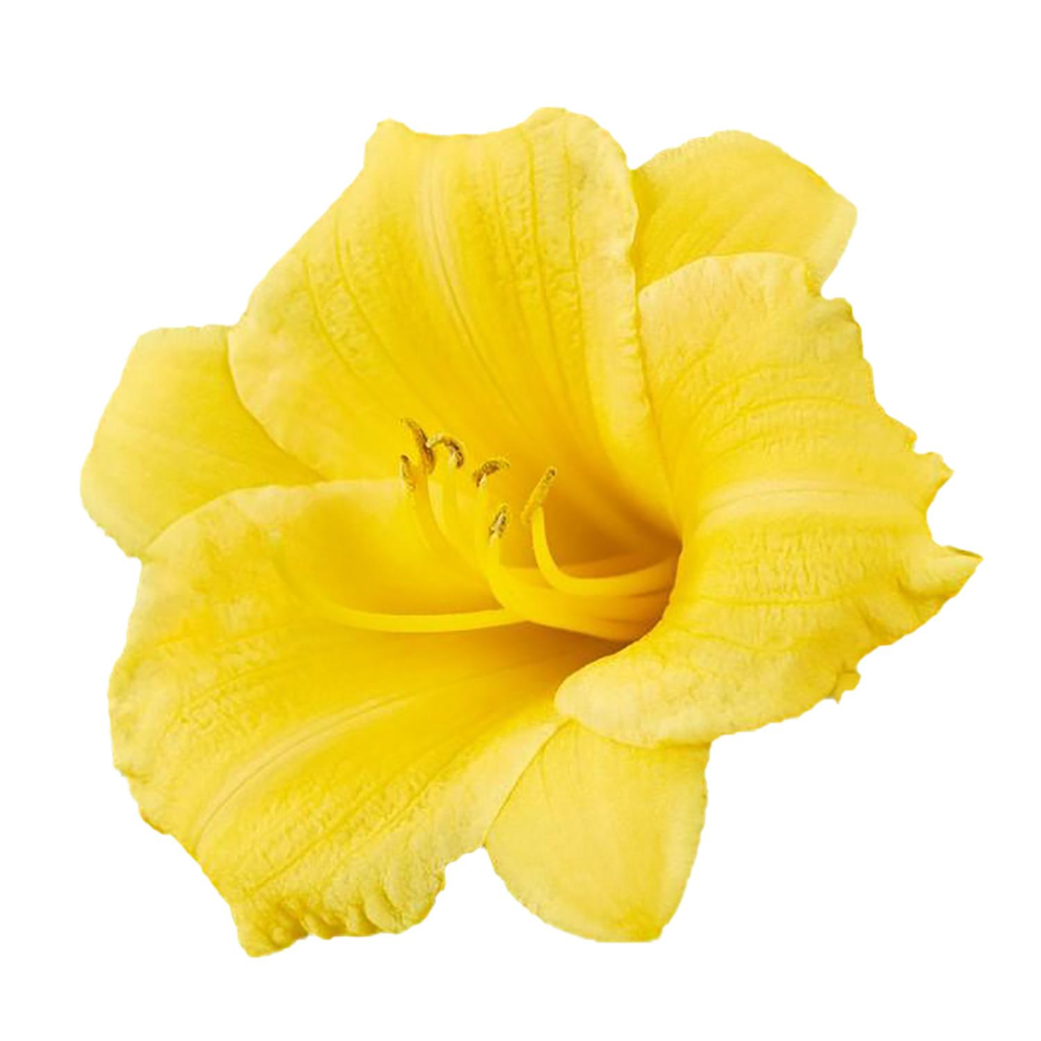 Daylily Deluxe Assortment 1G