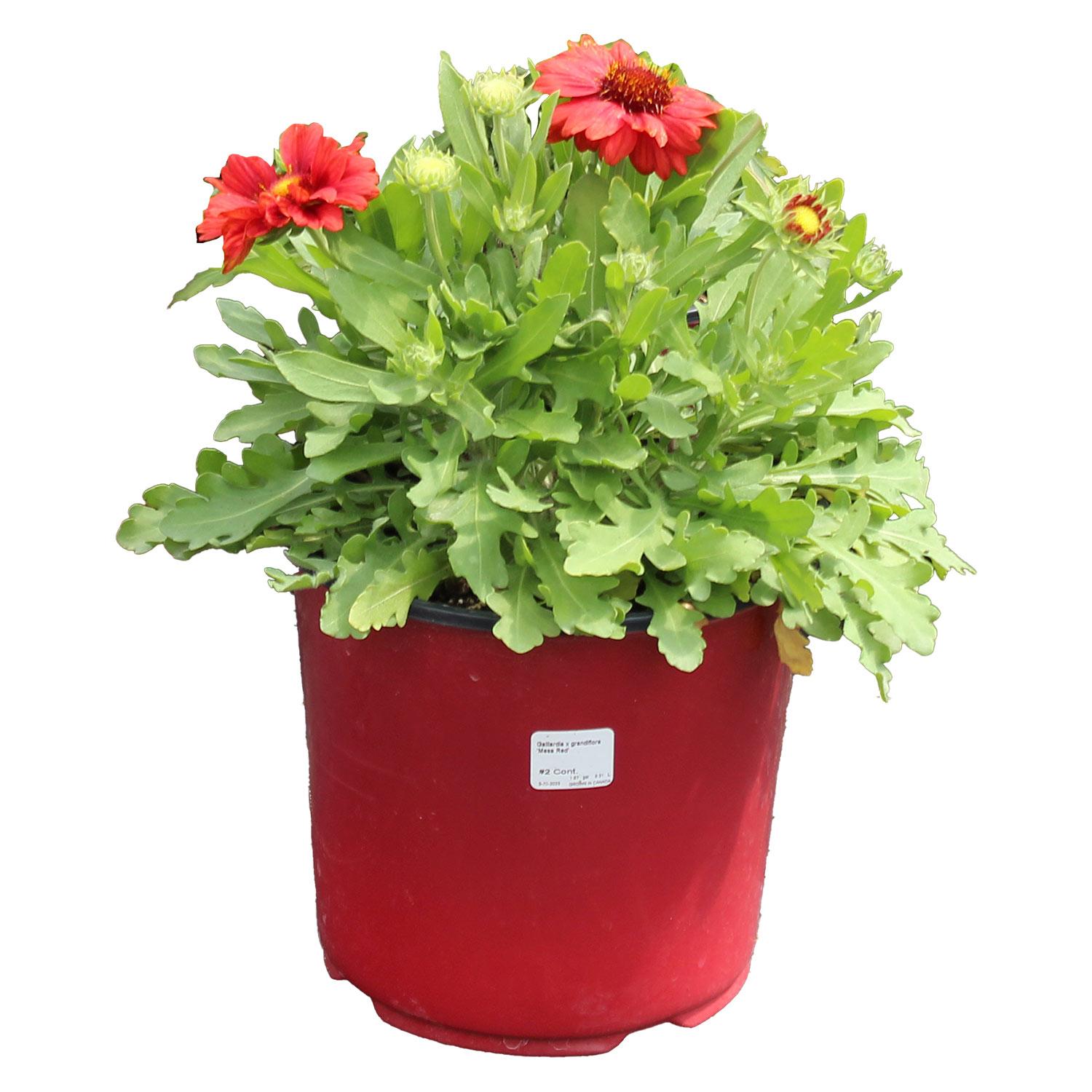 Perennial Assorted in Colour Pot 2G