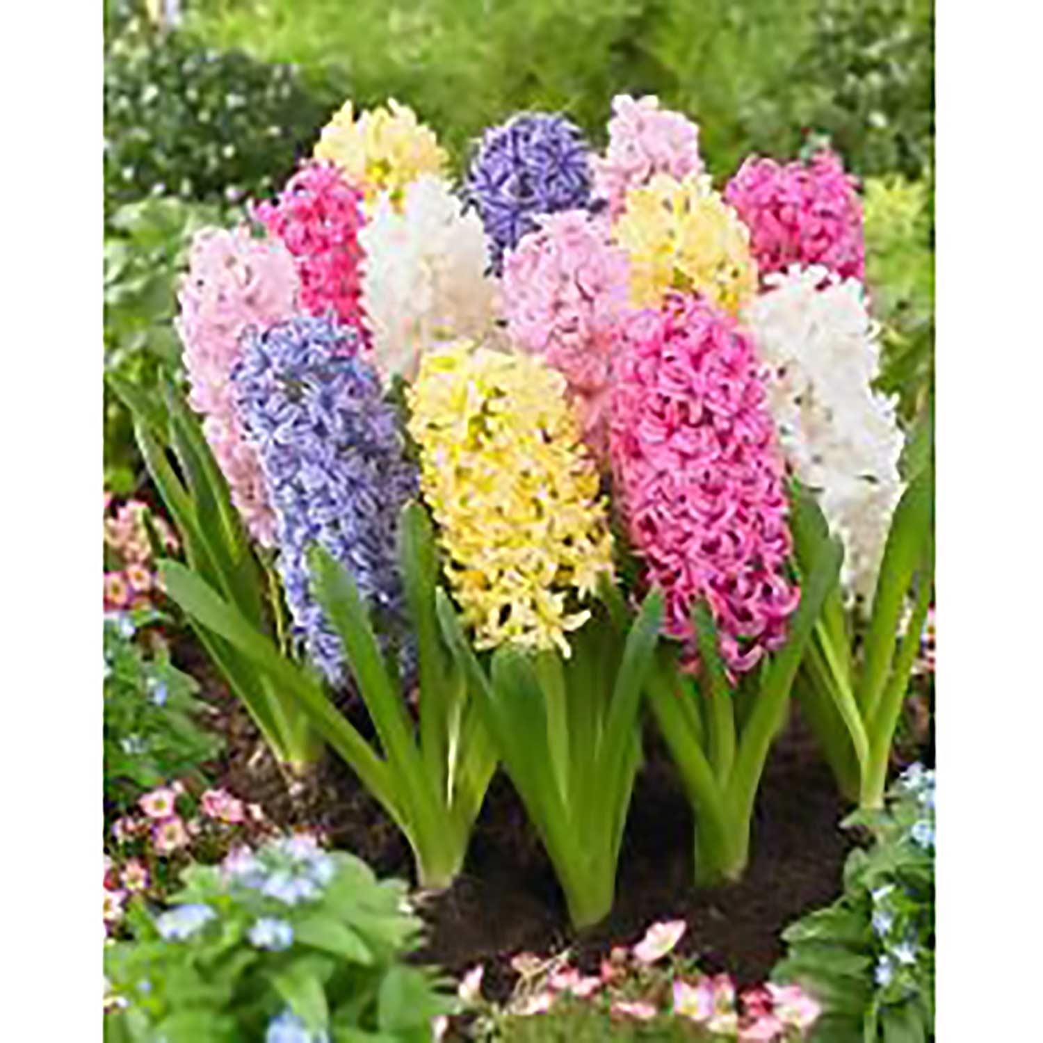 Hyacinth Orientalis Pastel Bulb Pack