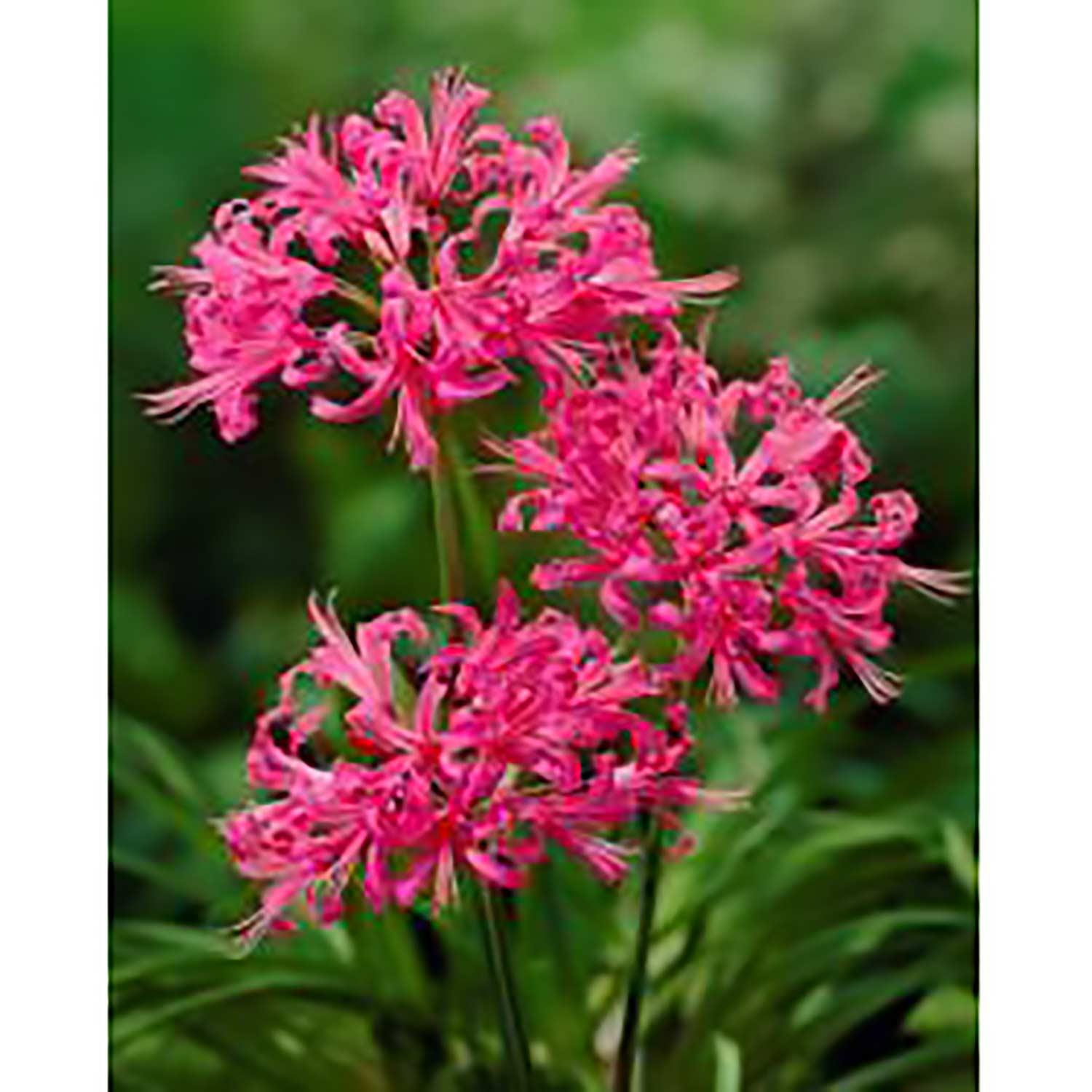 Hyacinthoides Hispanica Assorted Bulb Pack