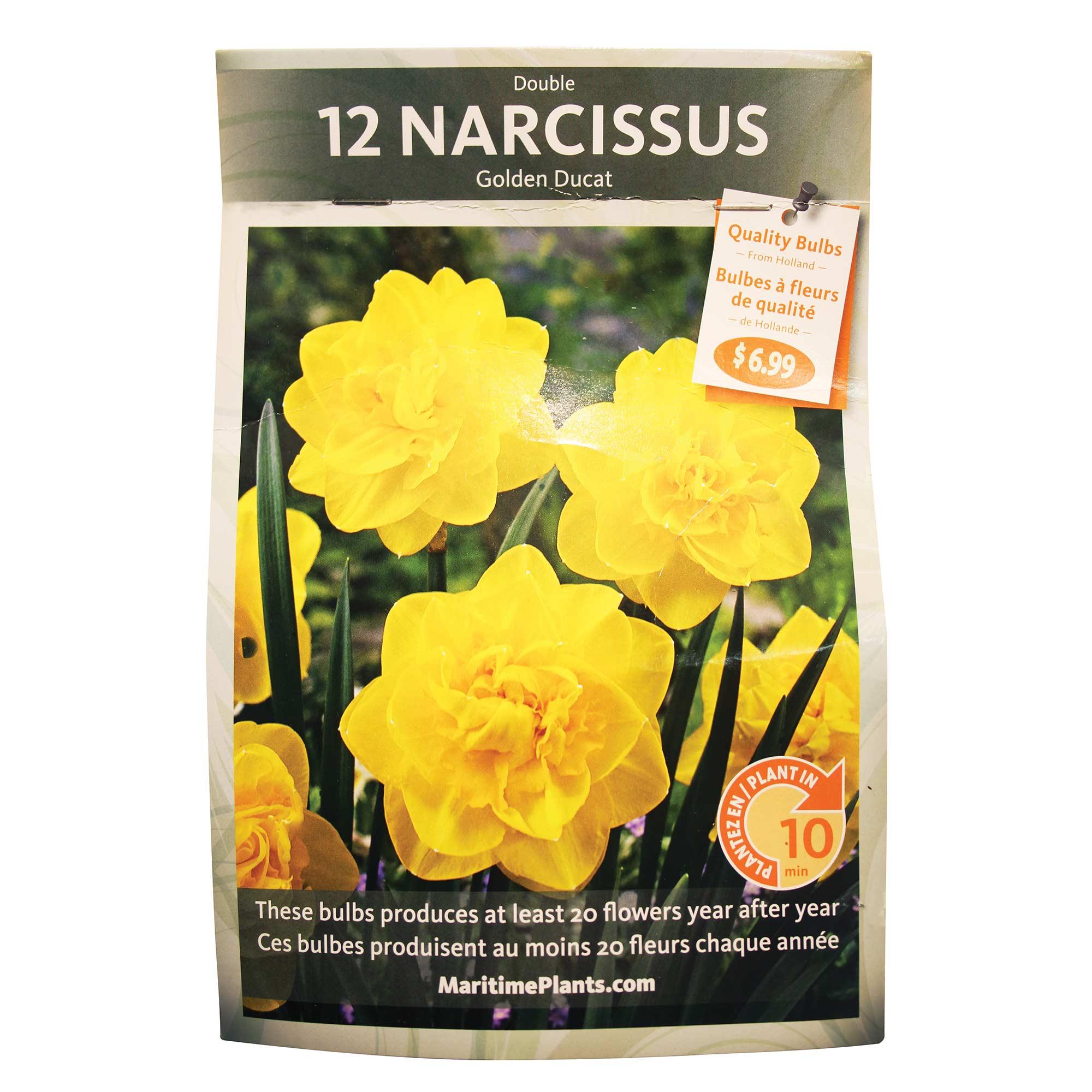 Narcissus Daffodil Double Golden Ducat Bulb Pack