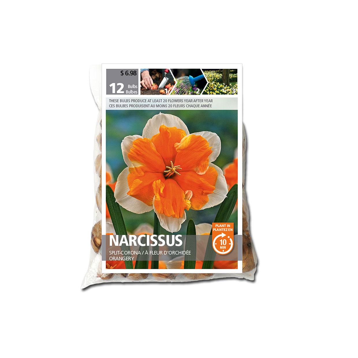 Narcissus Daffodil Splitcorona Bulb Pack