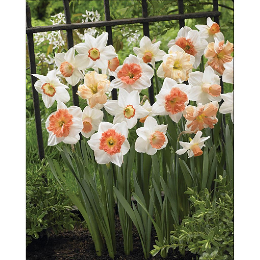 Variété de bulbes de tulipes Triomphe