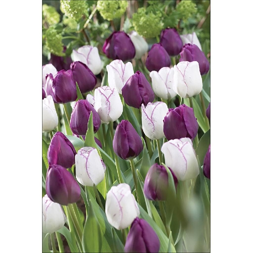 Tulip Fringed Assorted Bulb Pack