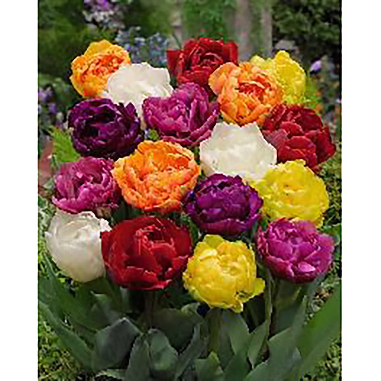 Tulip Double Early Bright Bulb Pack