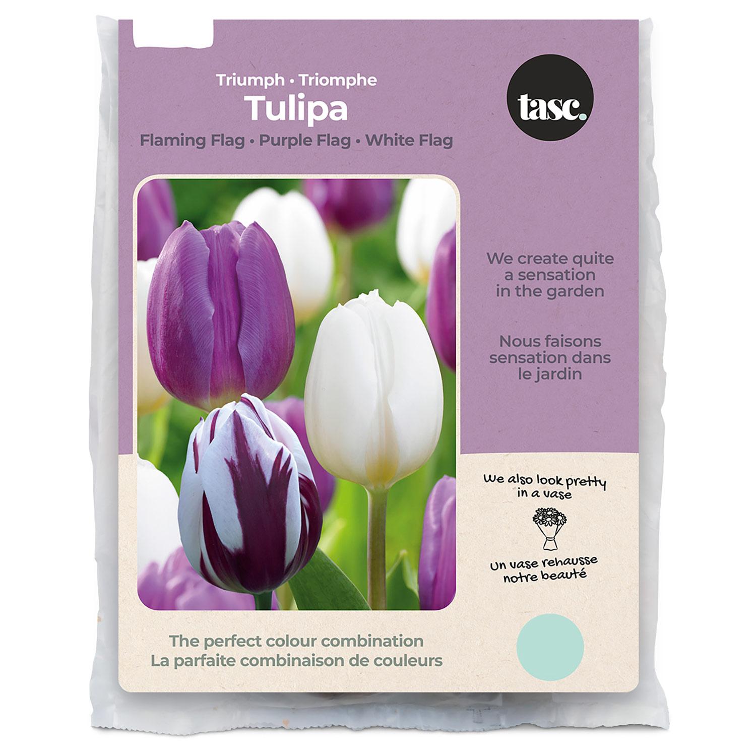 Triumph Flaming Flag, Purple Flag & White Flag Tulip Fall Bu