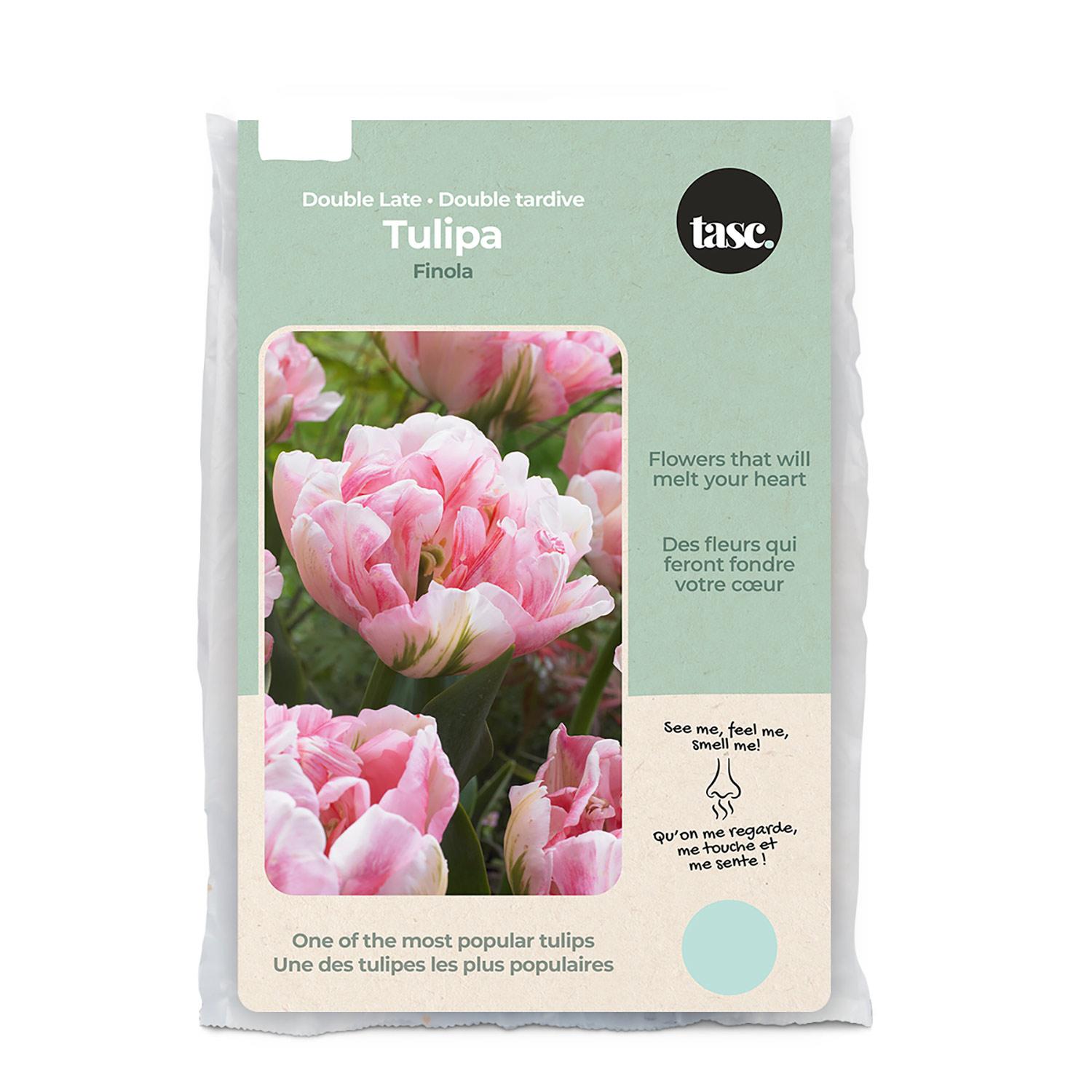 Tulip Double Late Bulb Pack