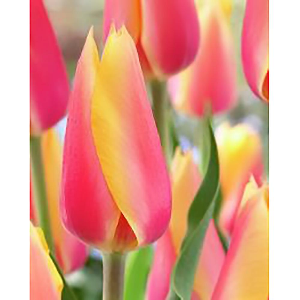 Bulbes de tulipes simples tardives Blushing Beauty