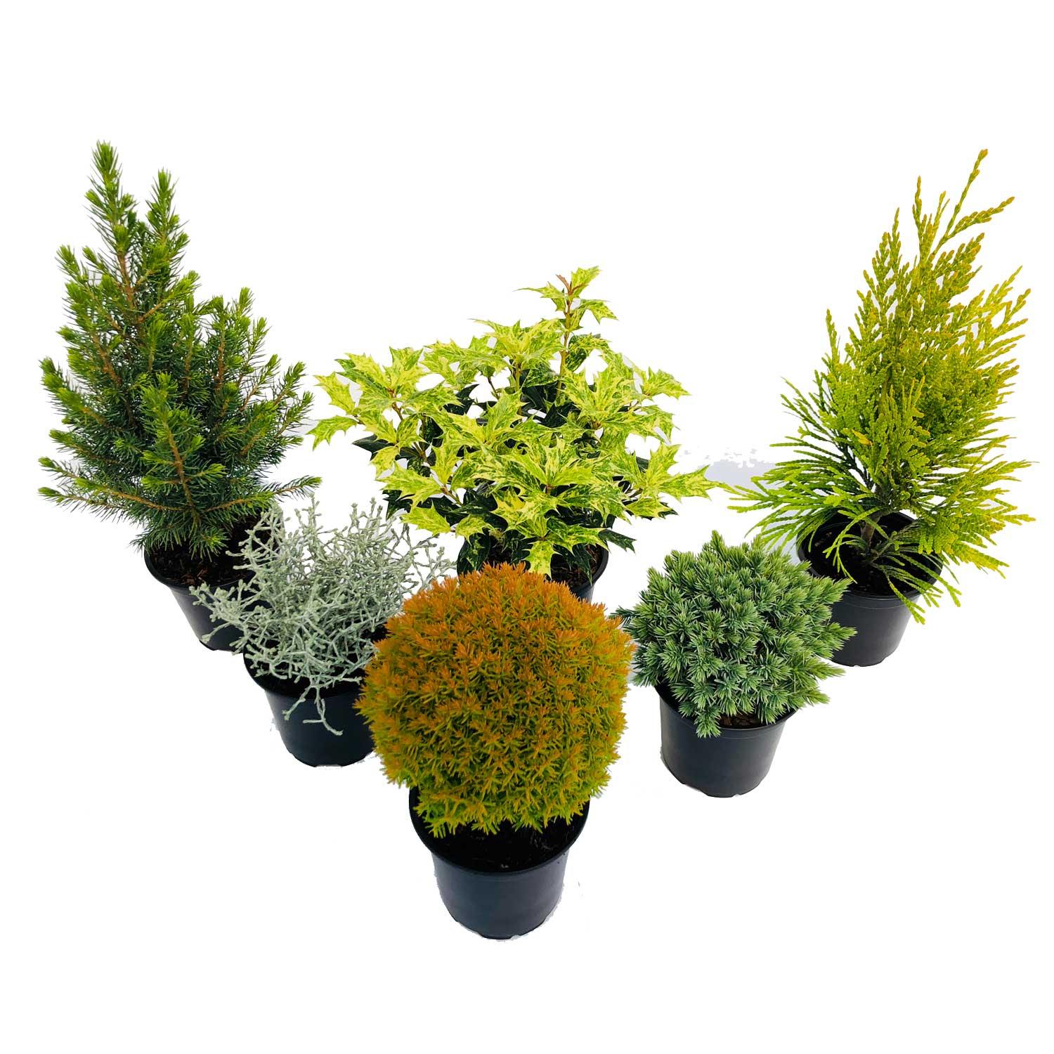Décorations en pot de conifères