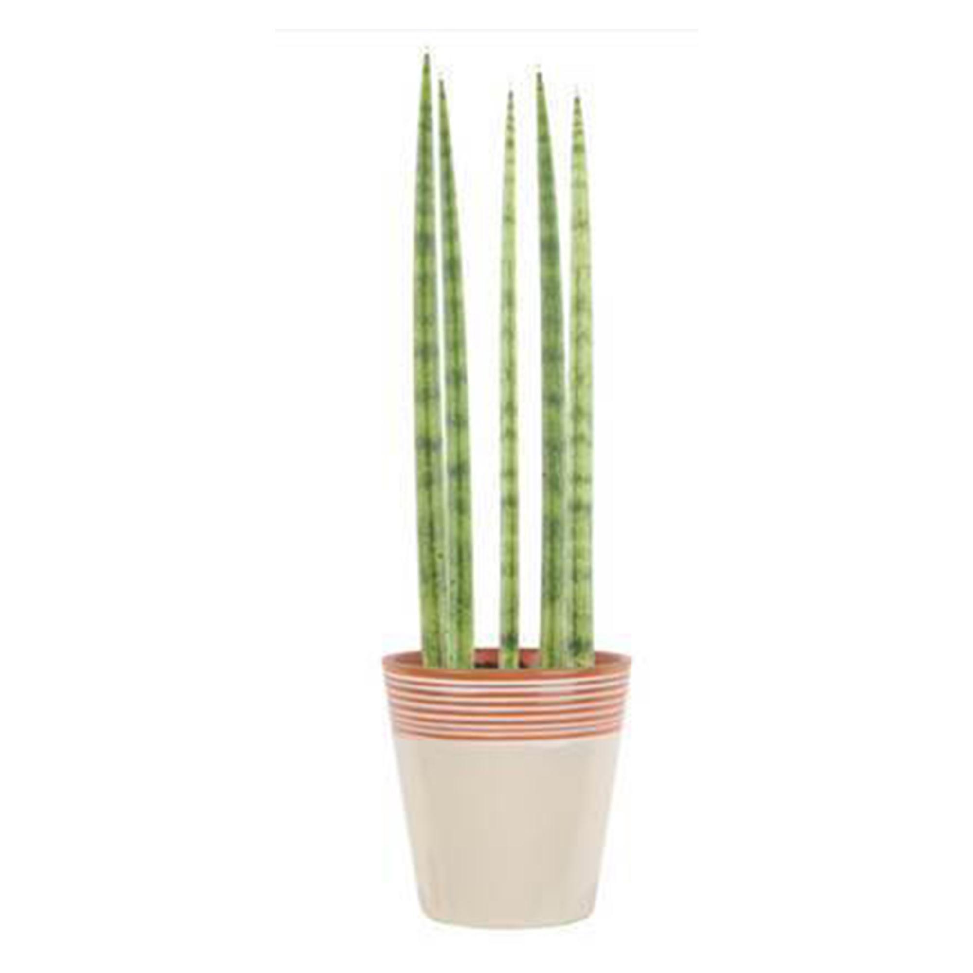 Sanseveria de 5 po