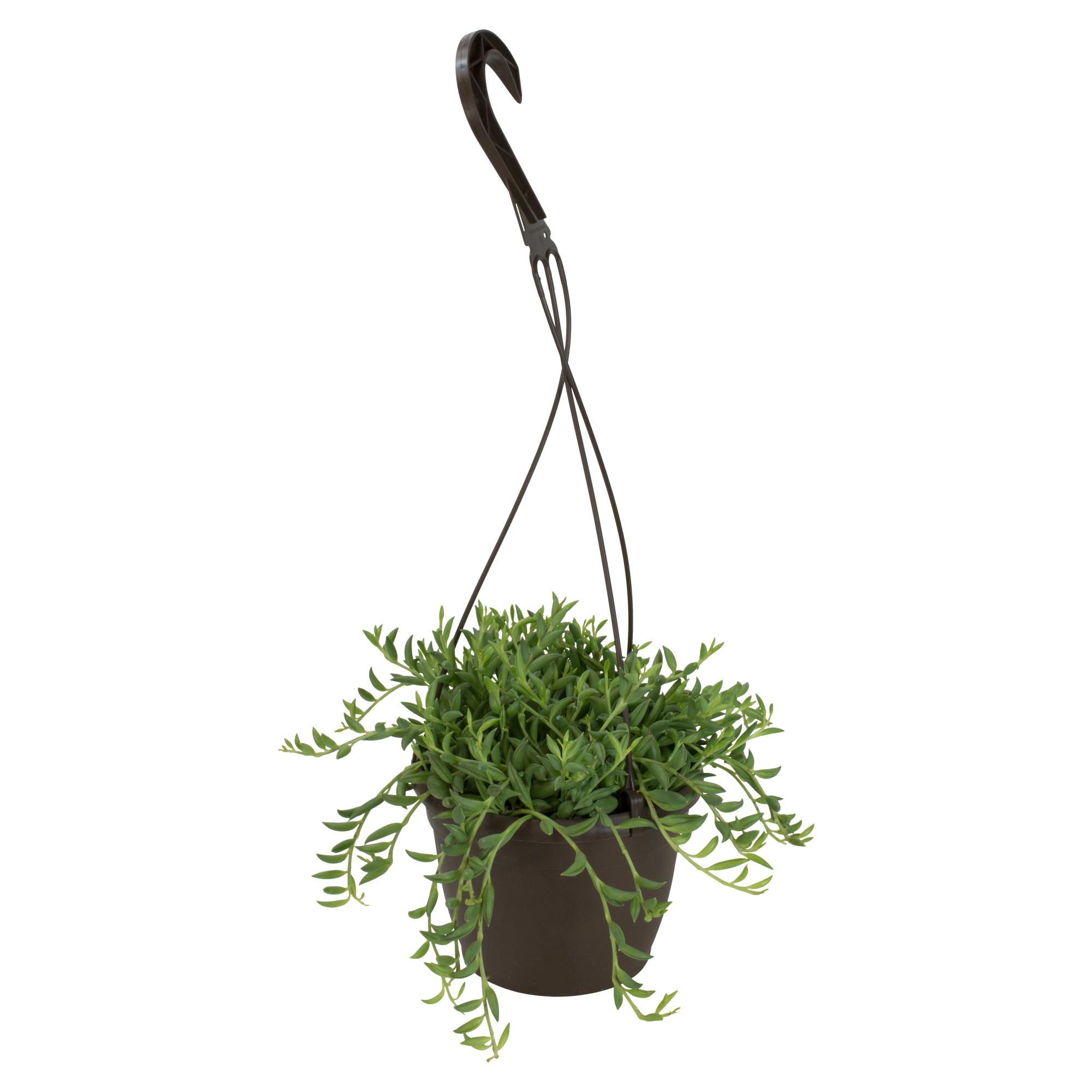Panier suspendu de plante grasse 6 po