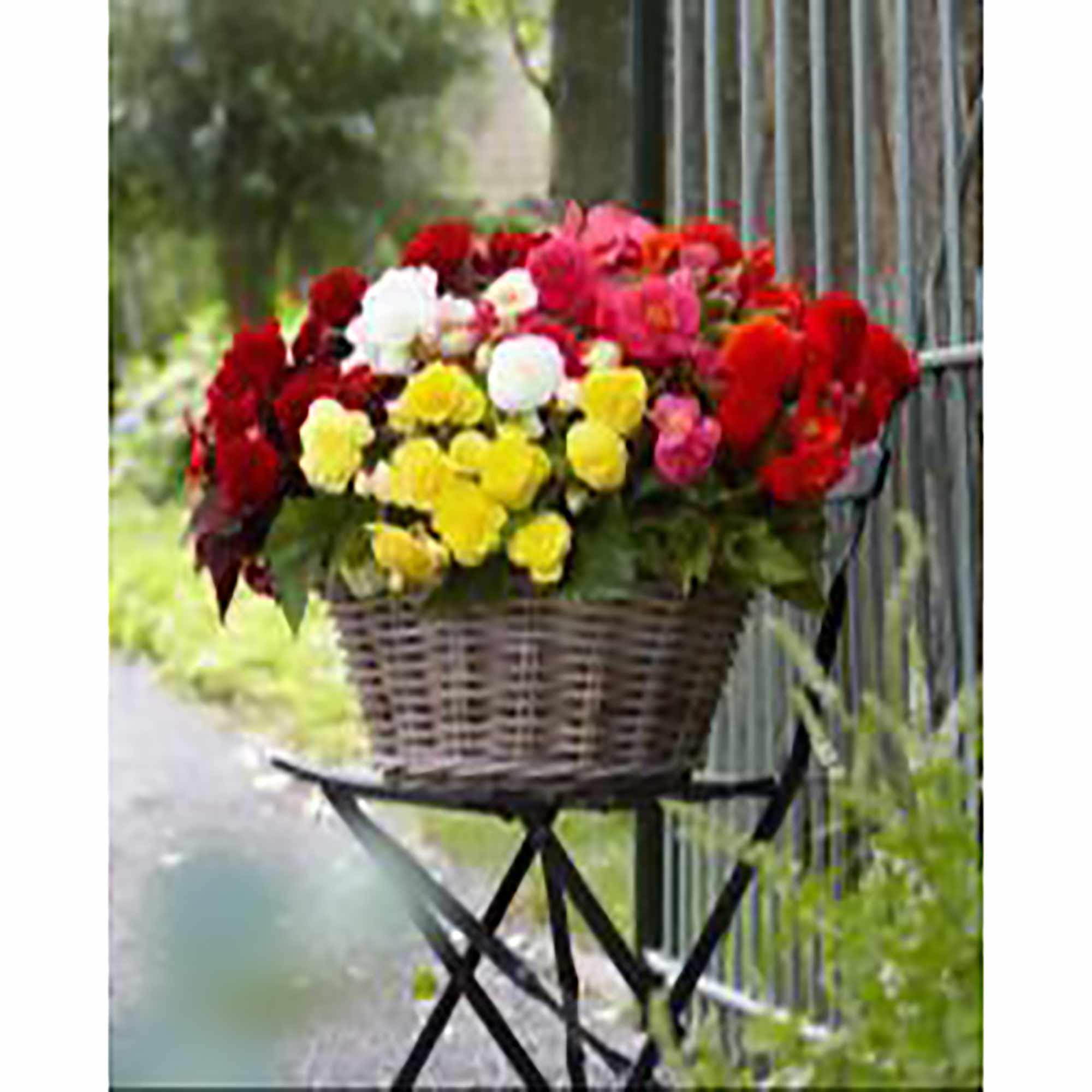 Assorted Double Begonia