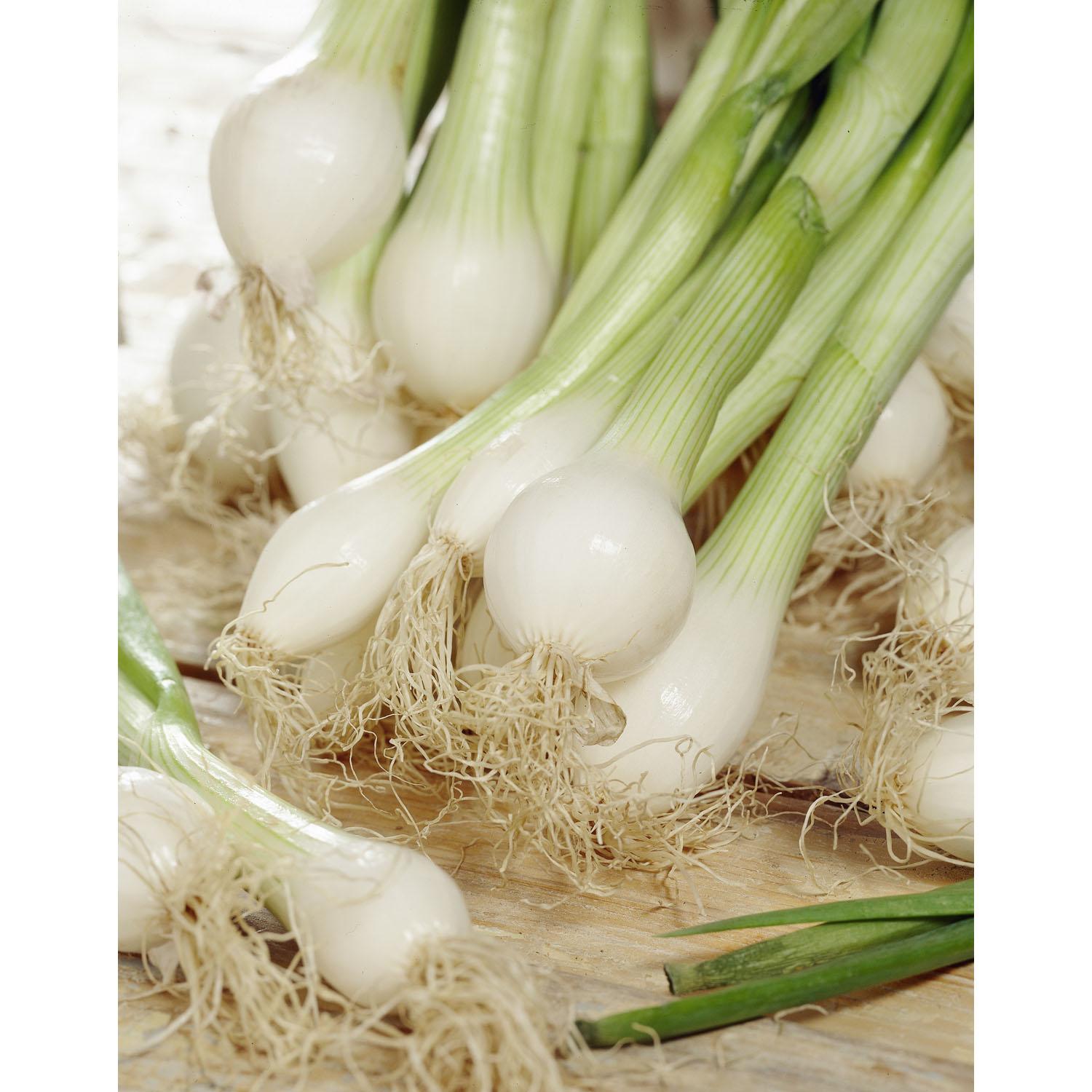 Southport Scallions