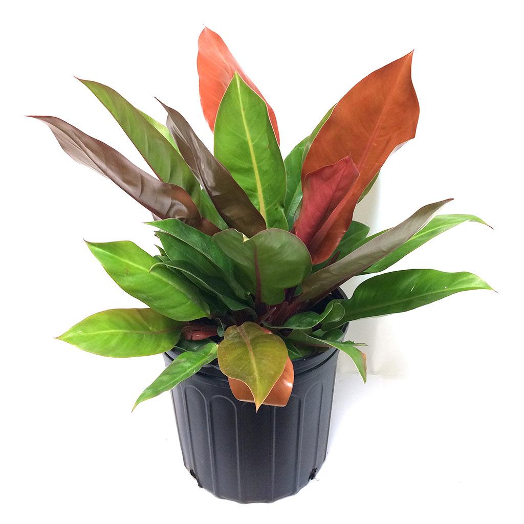 Philodendron Prince d'Orange 10 po