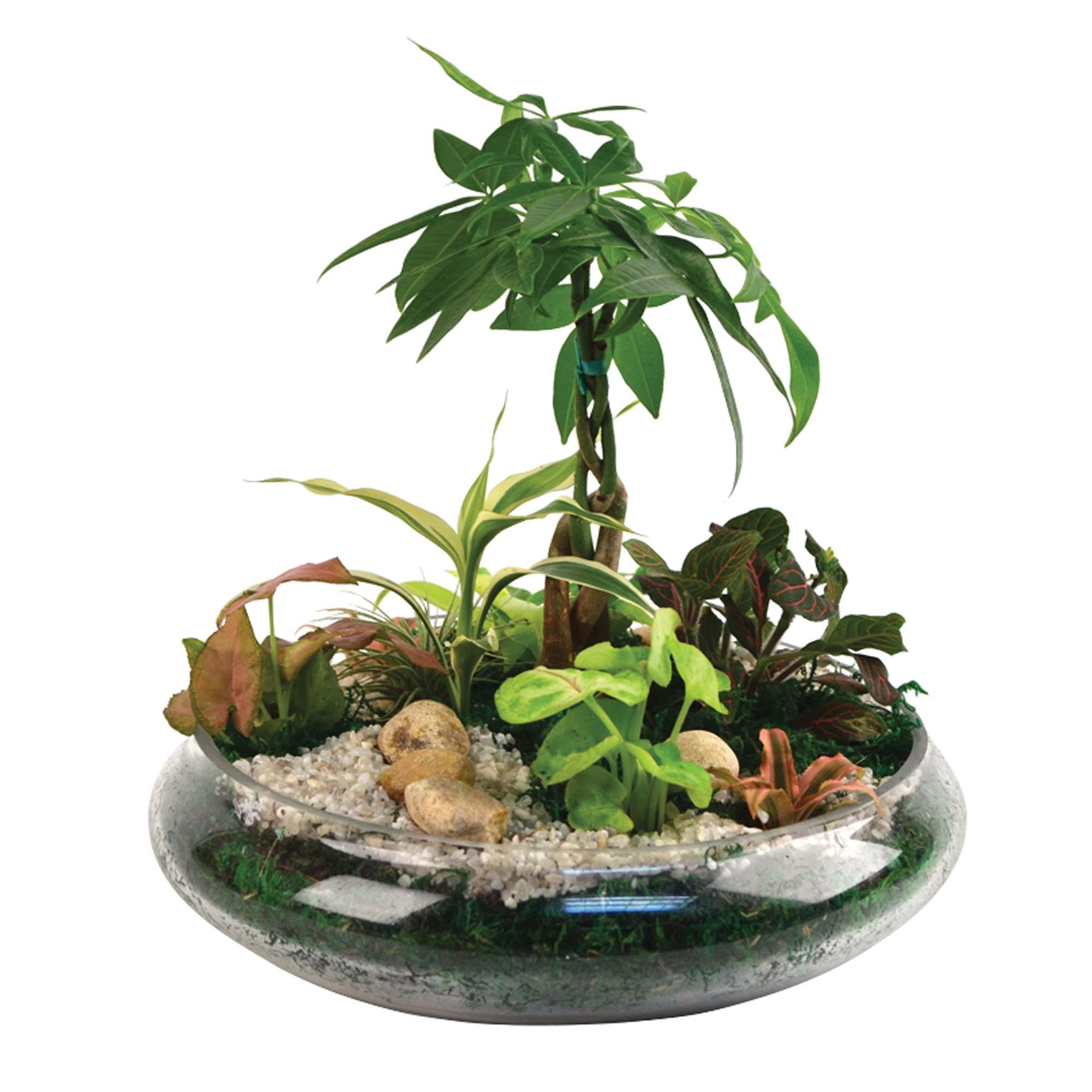 Terrarium à dessus de verre 10 po