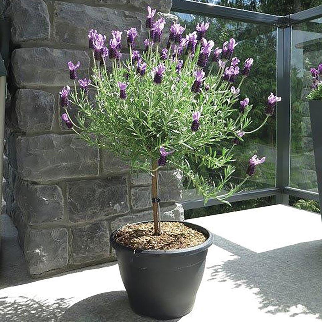 Lavender Tree in 1G Deco Pot - Annual