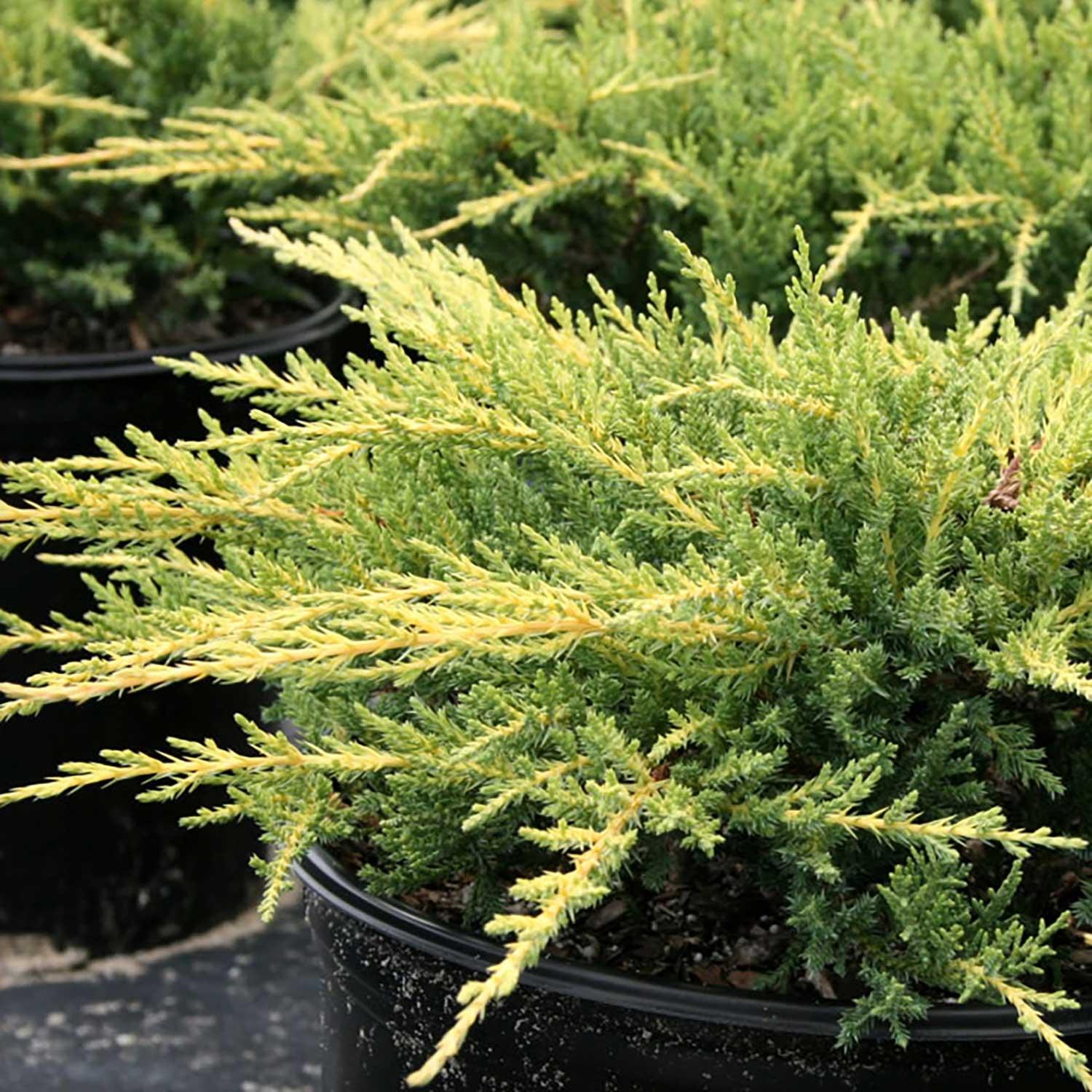 3 Gallon Assorted Juniper
