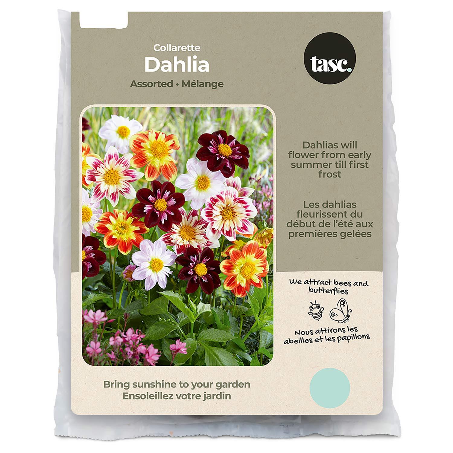 Dahlias Collerette assorties