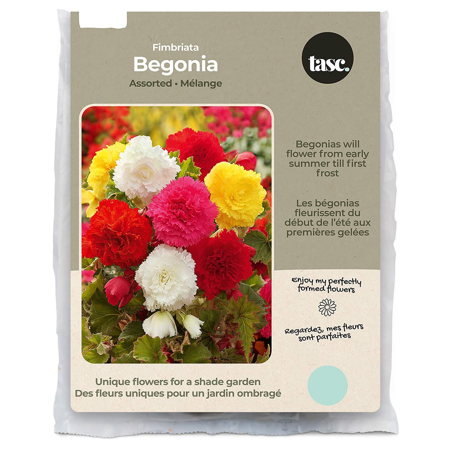 Begonia Fimbriata Assorted