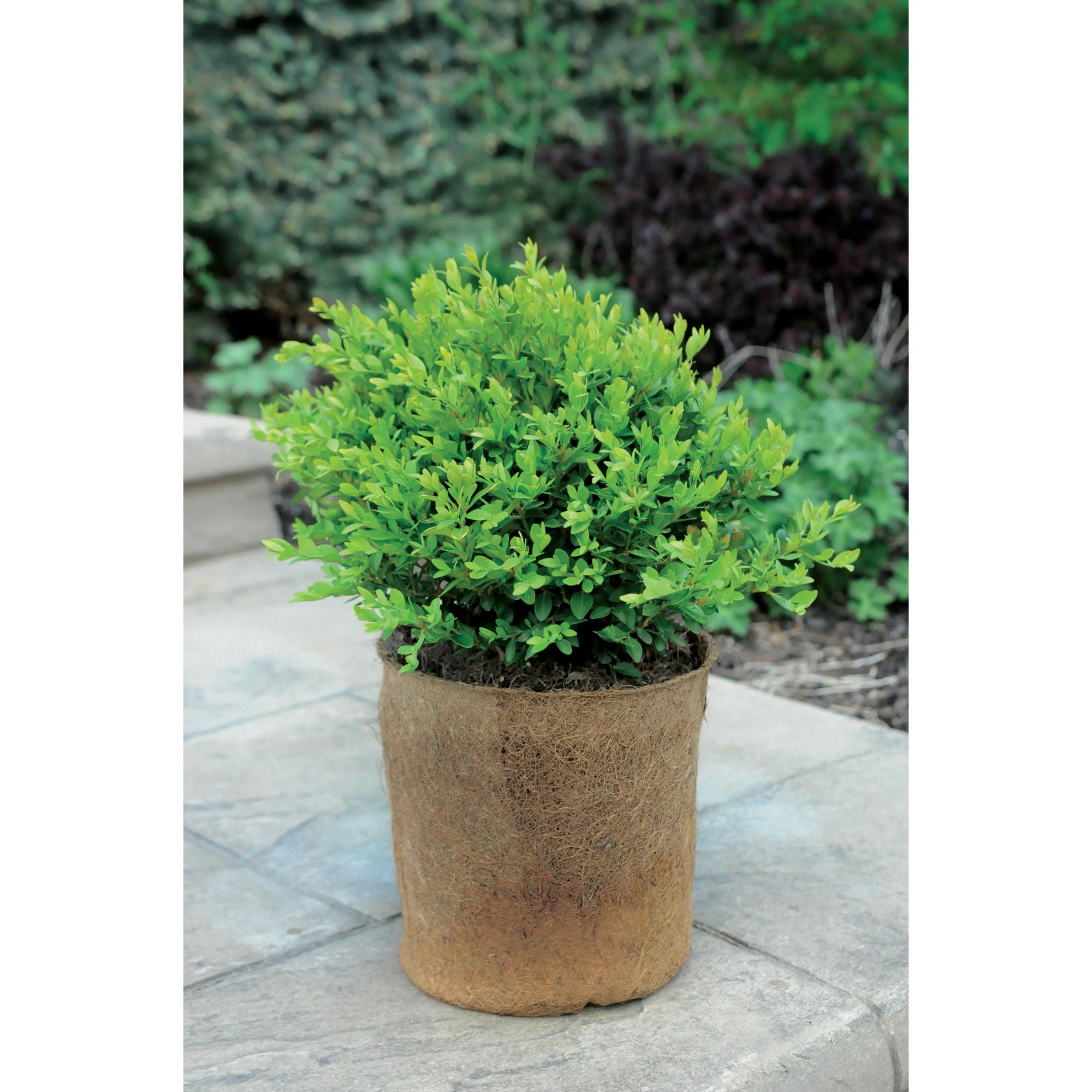 7G Green Velvet Boxwood