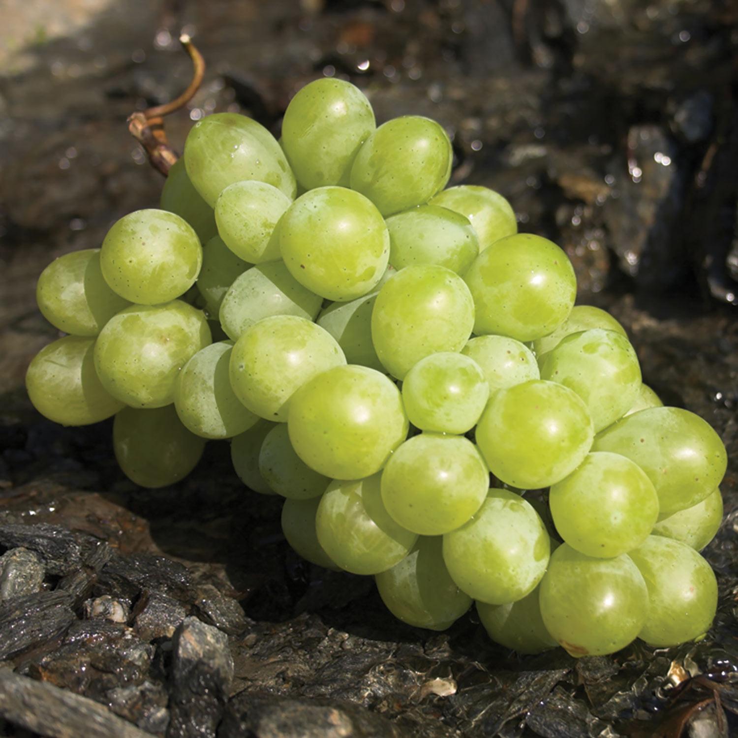 Raisins sans pépin Himrod 1 g